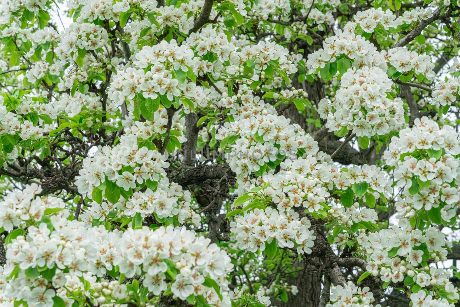 Blooming pear branches close-up on a beautiful background by roman112007