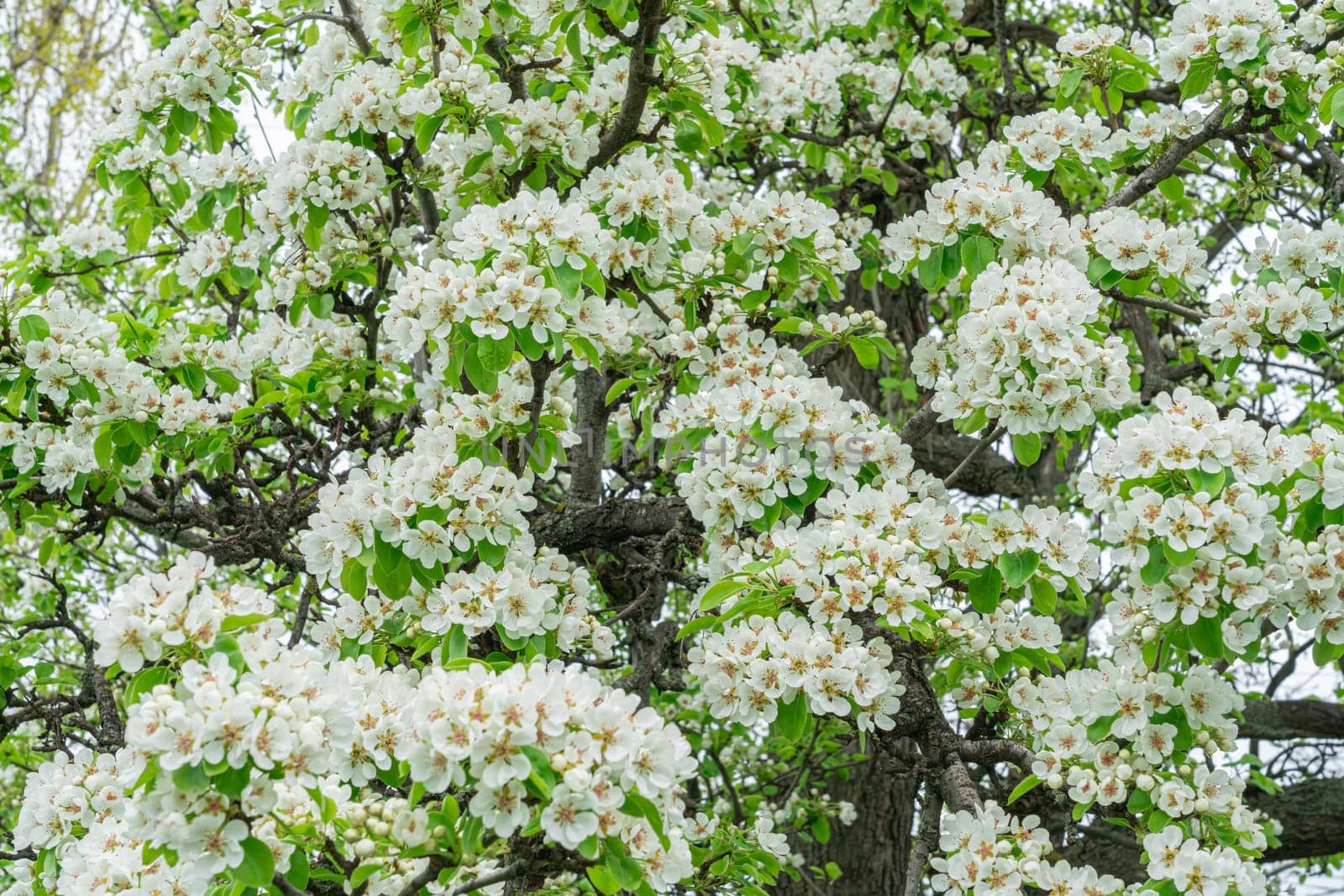 Blooming pear branches close-up on a beautiful background by roman112007