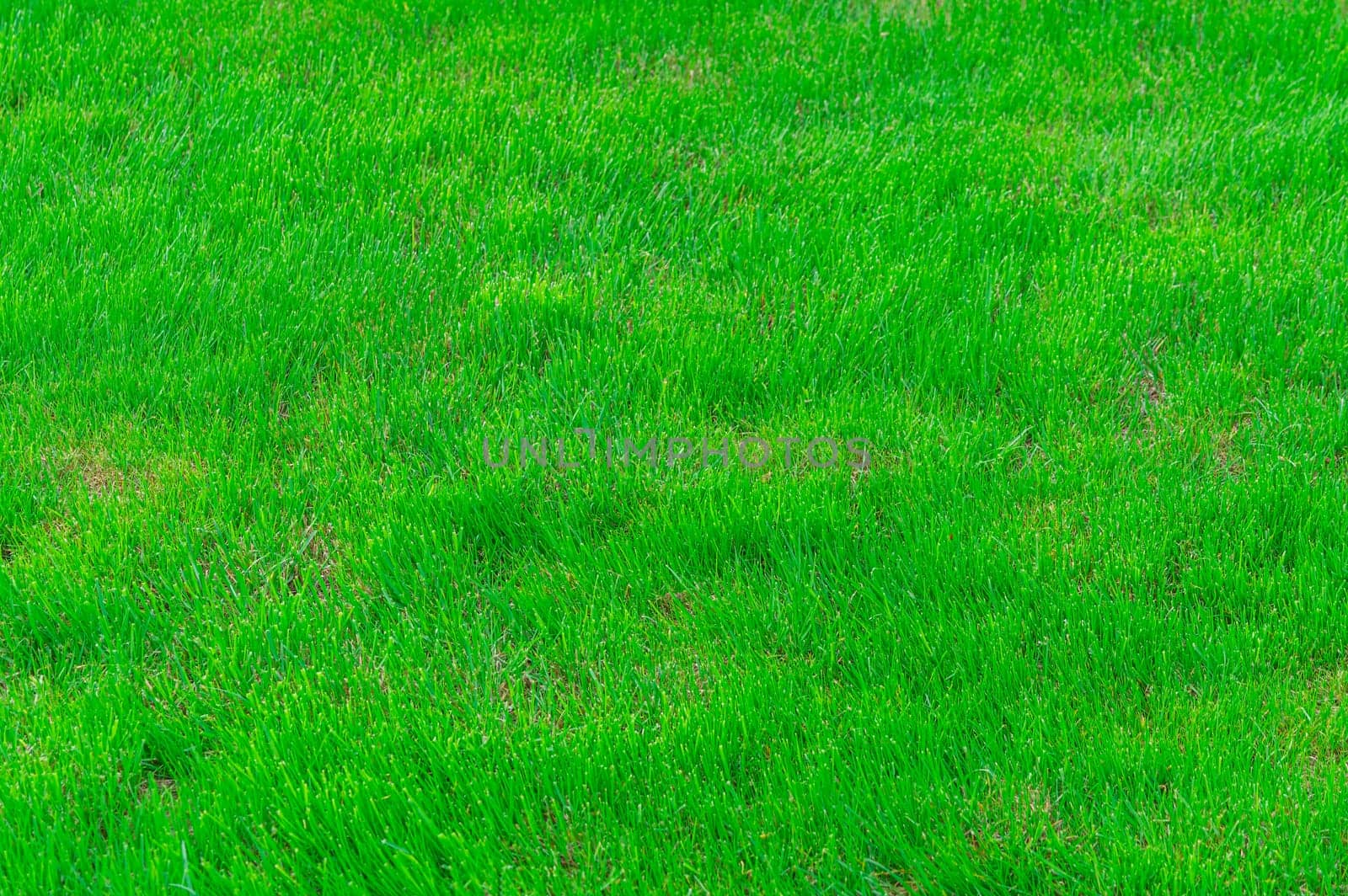 green grass close-up as a background for the whole frame by roman112007