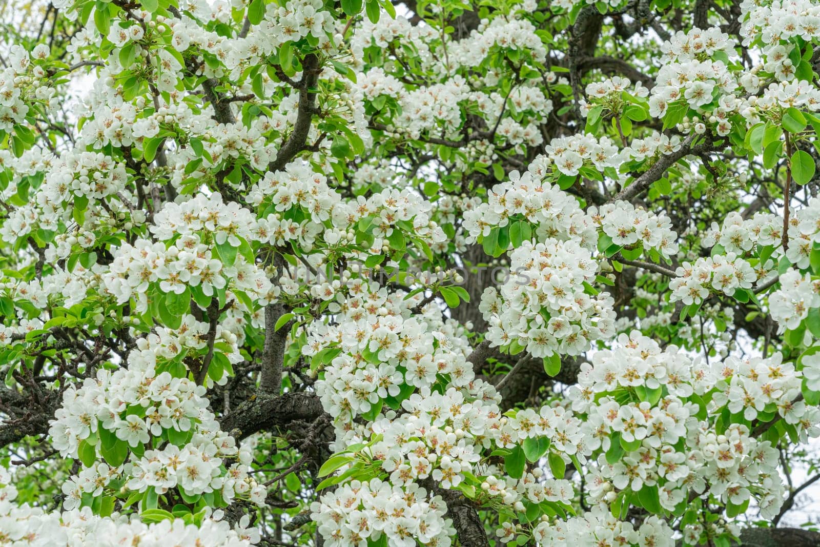 Blooming pear branches close-up on a beautiful background. photo