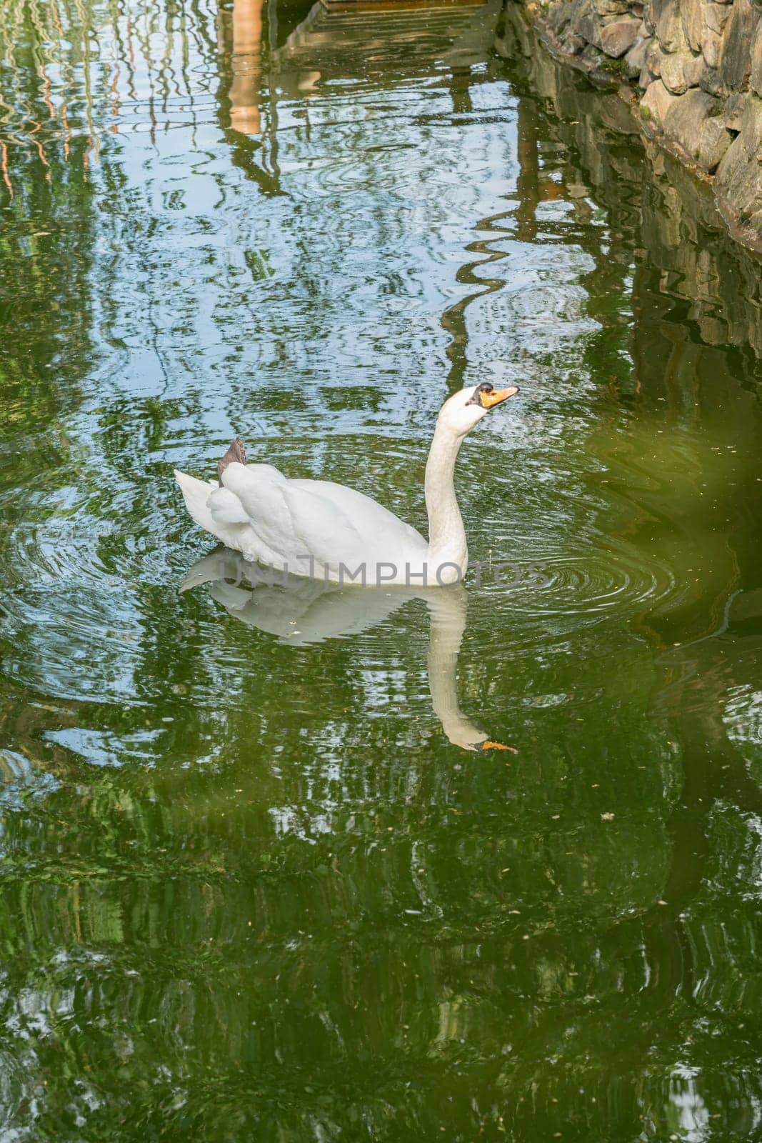 a white swan with its head raised on a pond by roman112007