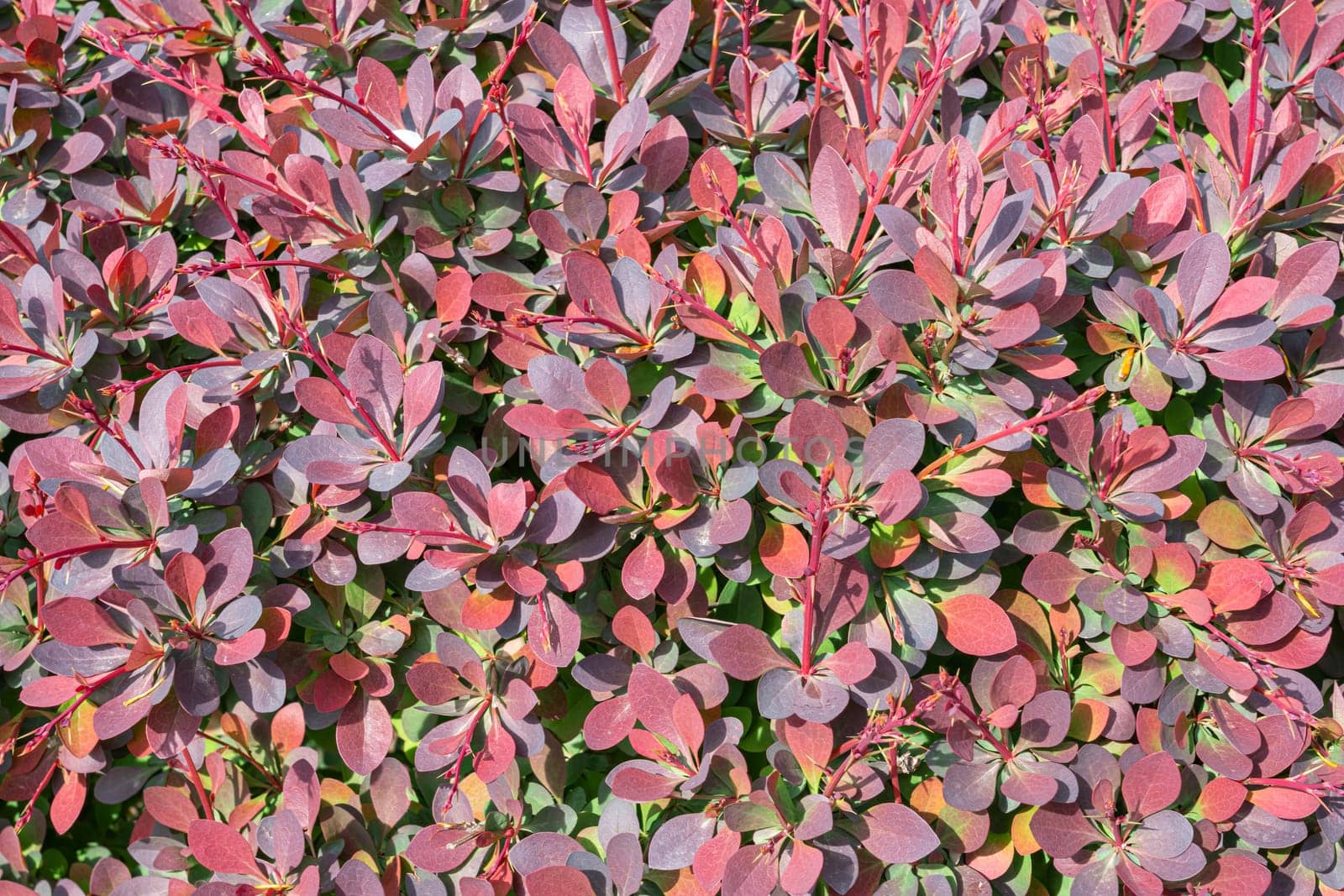 Background of multicolored shrub leaves large texture. photo