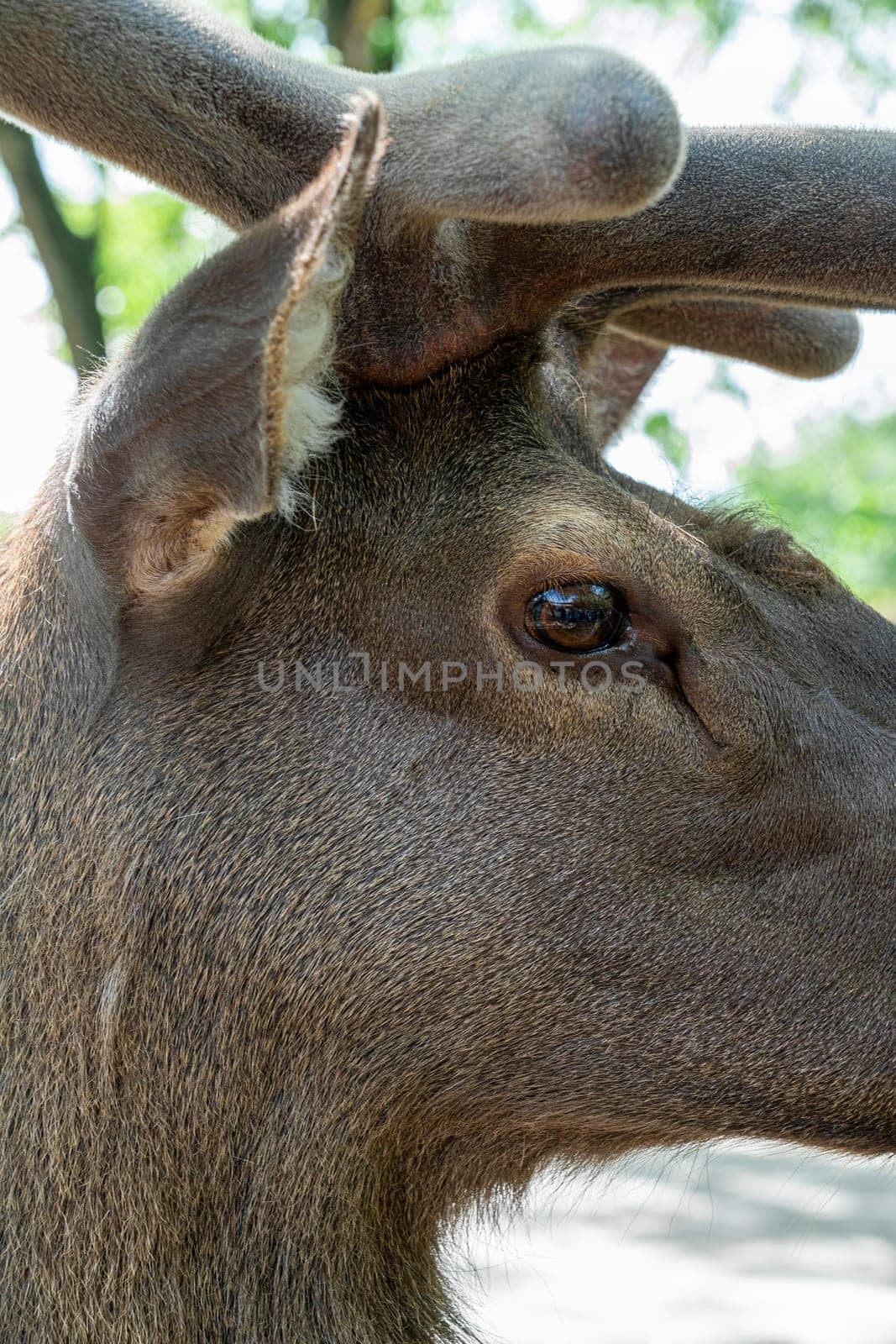 Portrait of a deer with young horns close-up by roman112007