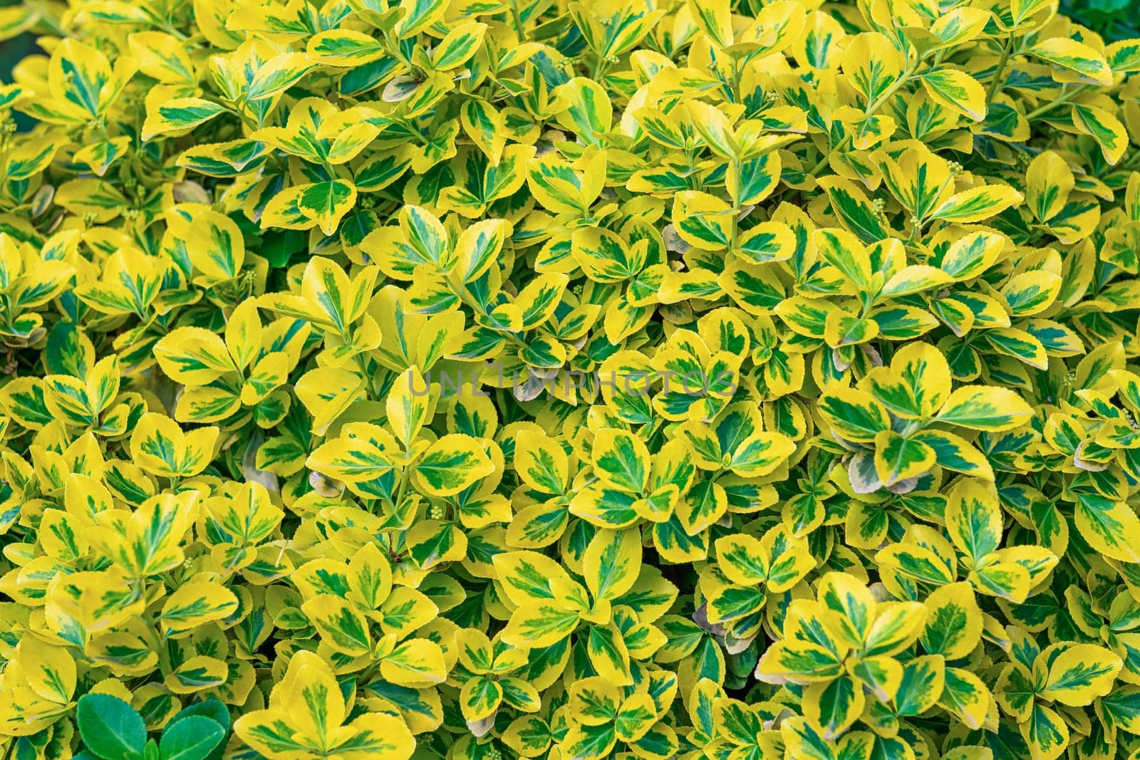 Background of multicolored shrub leaves large texture. photo