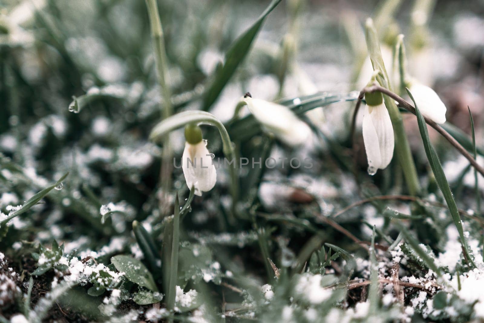 Selective focus. First snow on a frozen field plants, late autum by panophotograph