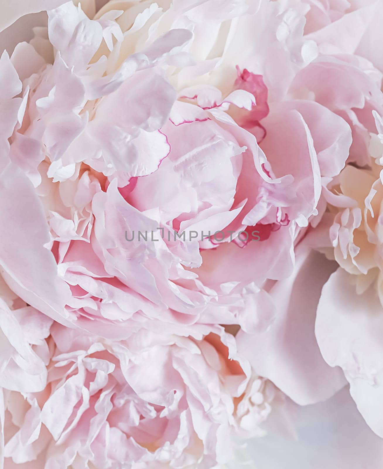 White pink peony petals. Soft focus. Abstract floral background for holiday brand design