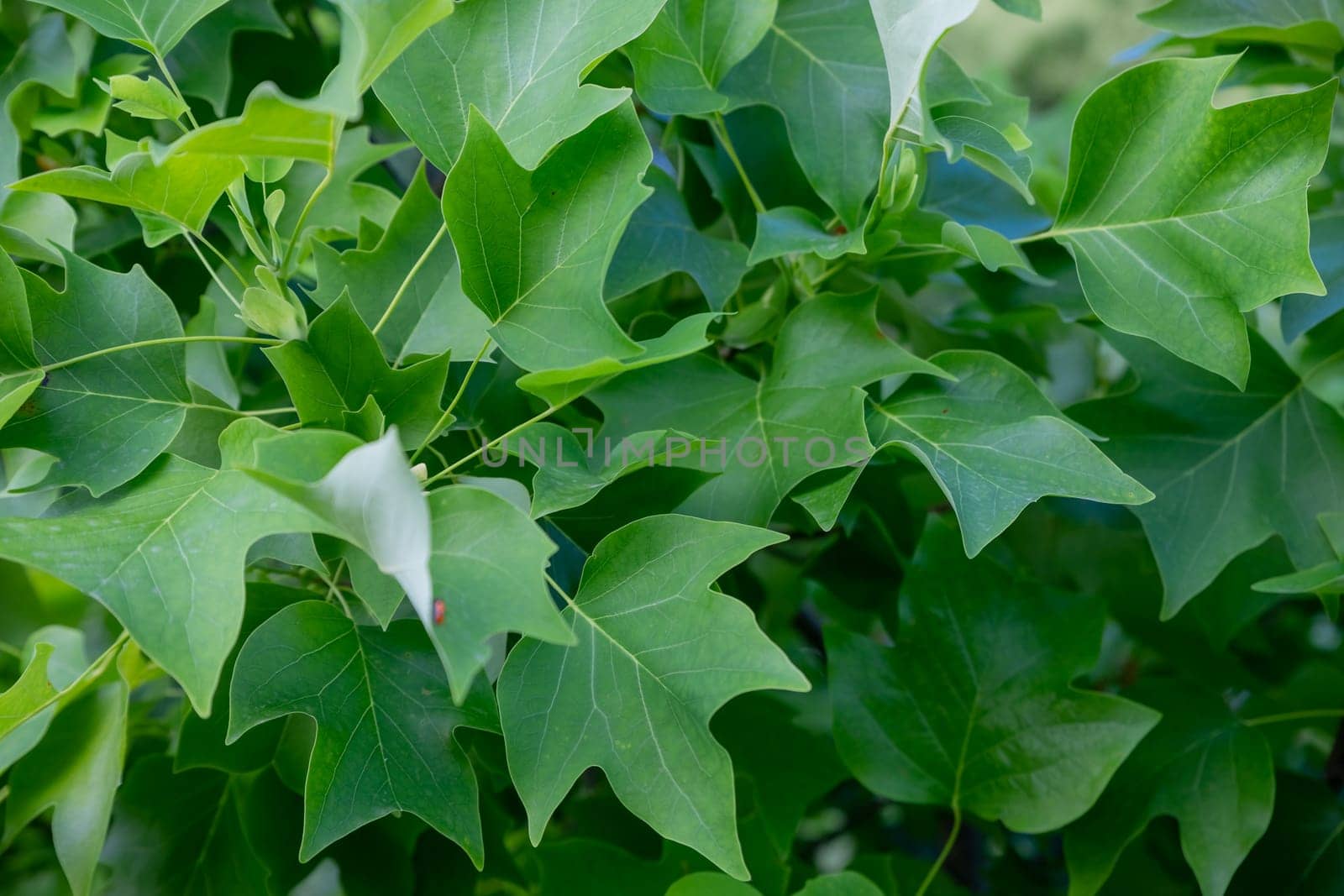 Green Lush Natural Background of Sycamore Leaves. Maple Leaves . Beautiful Garden Foliage Texture or Leaf Pattern Top View