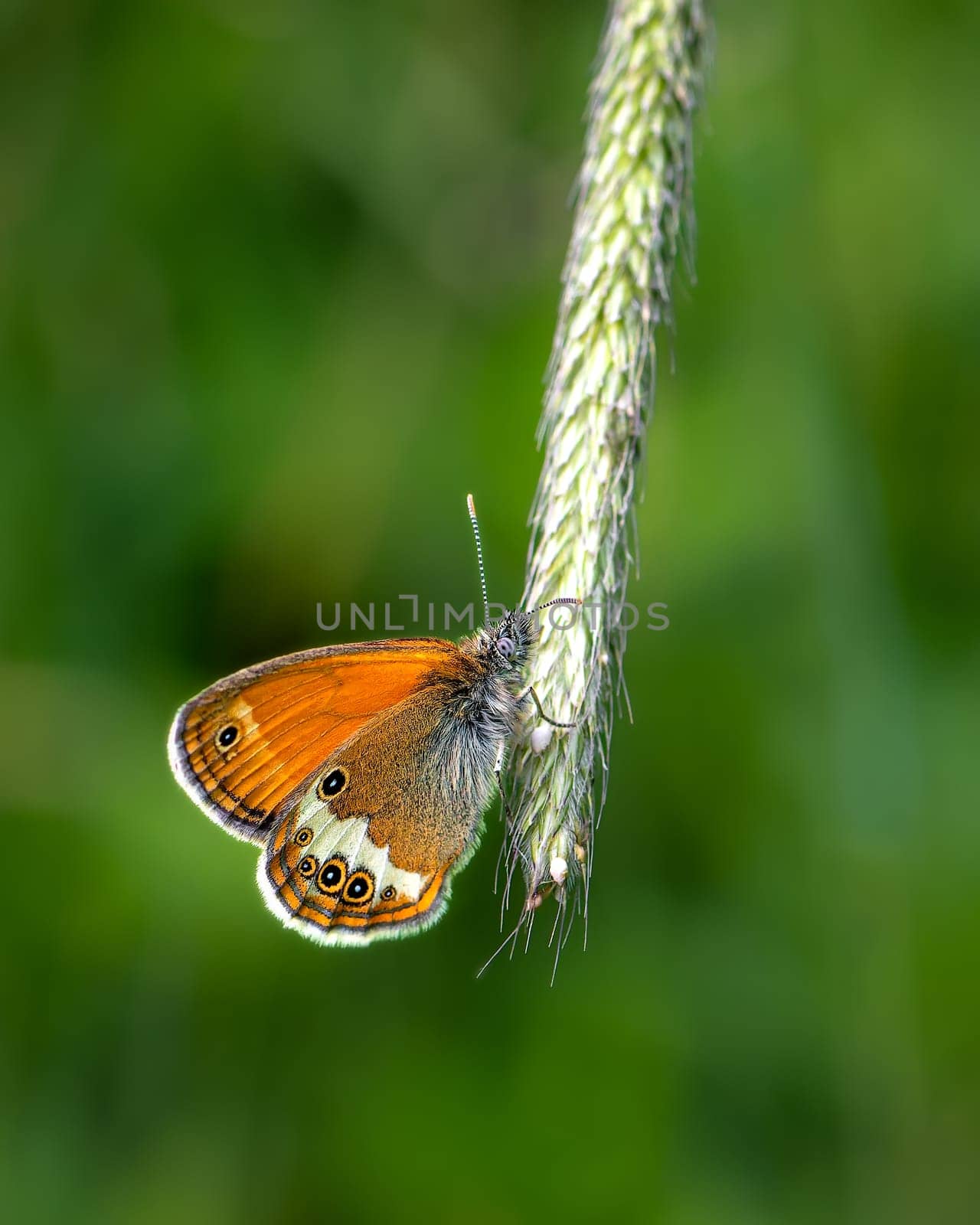 Brown butterfly on green blurred background, close-up photo of a butterfly