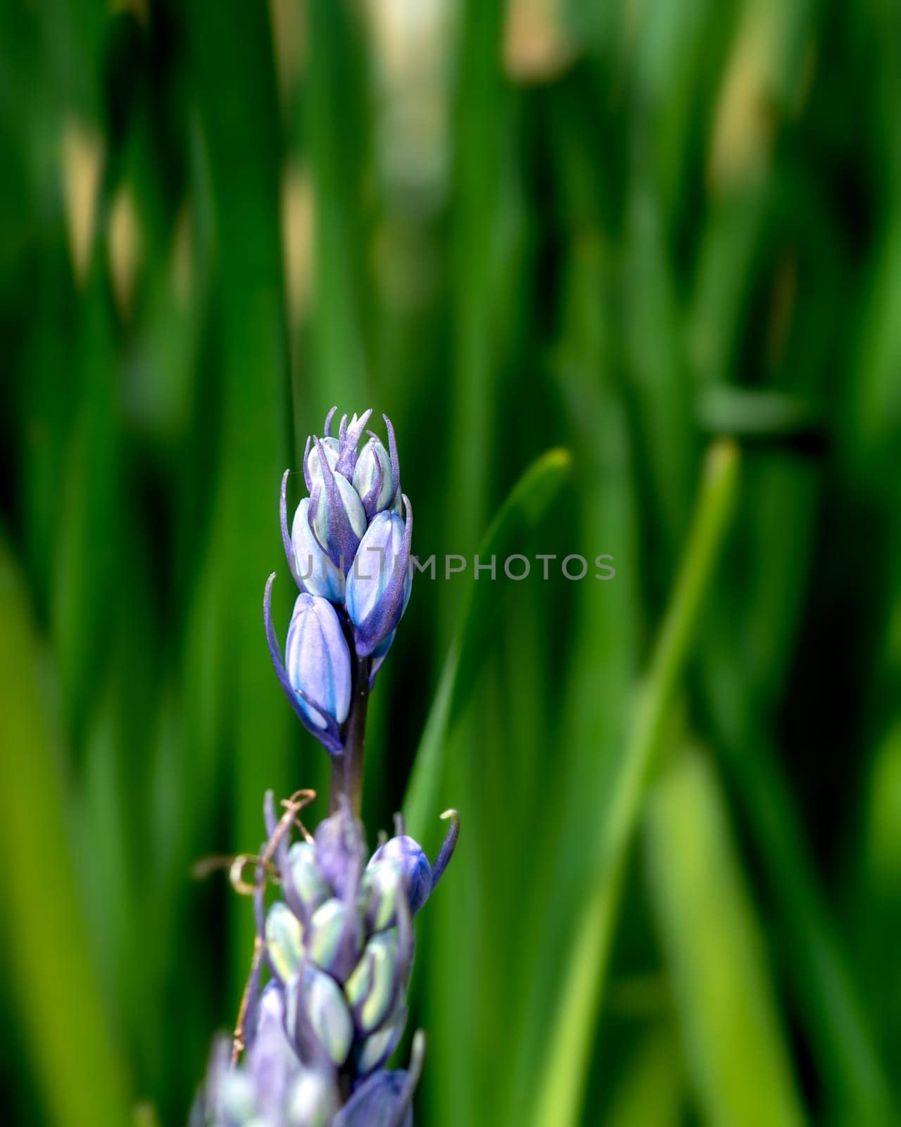 Blue Spanish bluebell flower on blurred background, detailed  photo of blue flower