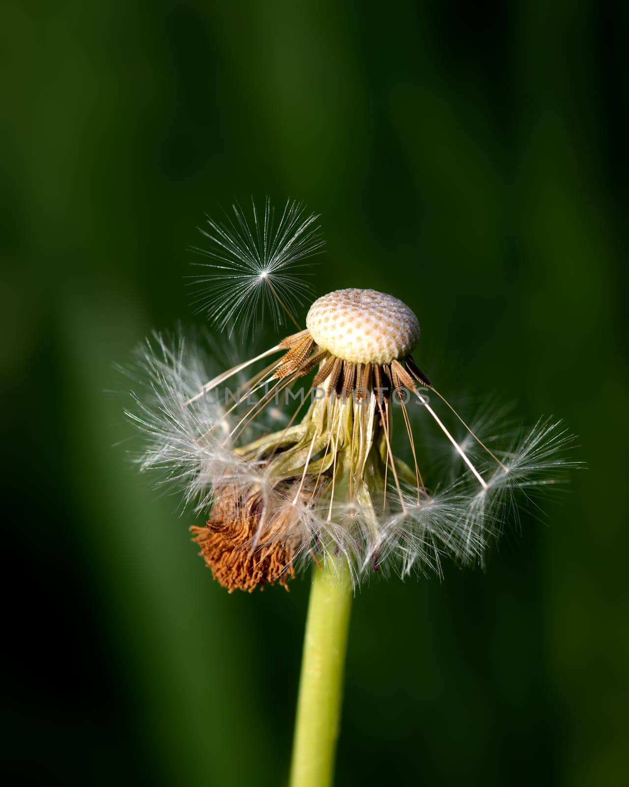 Spring image of dandelion on green blurred background, detailed image of dandelion