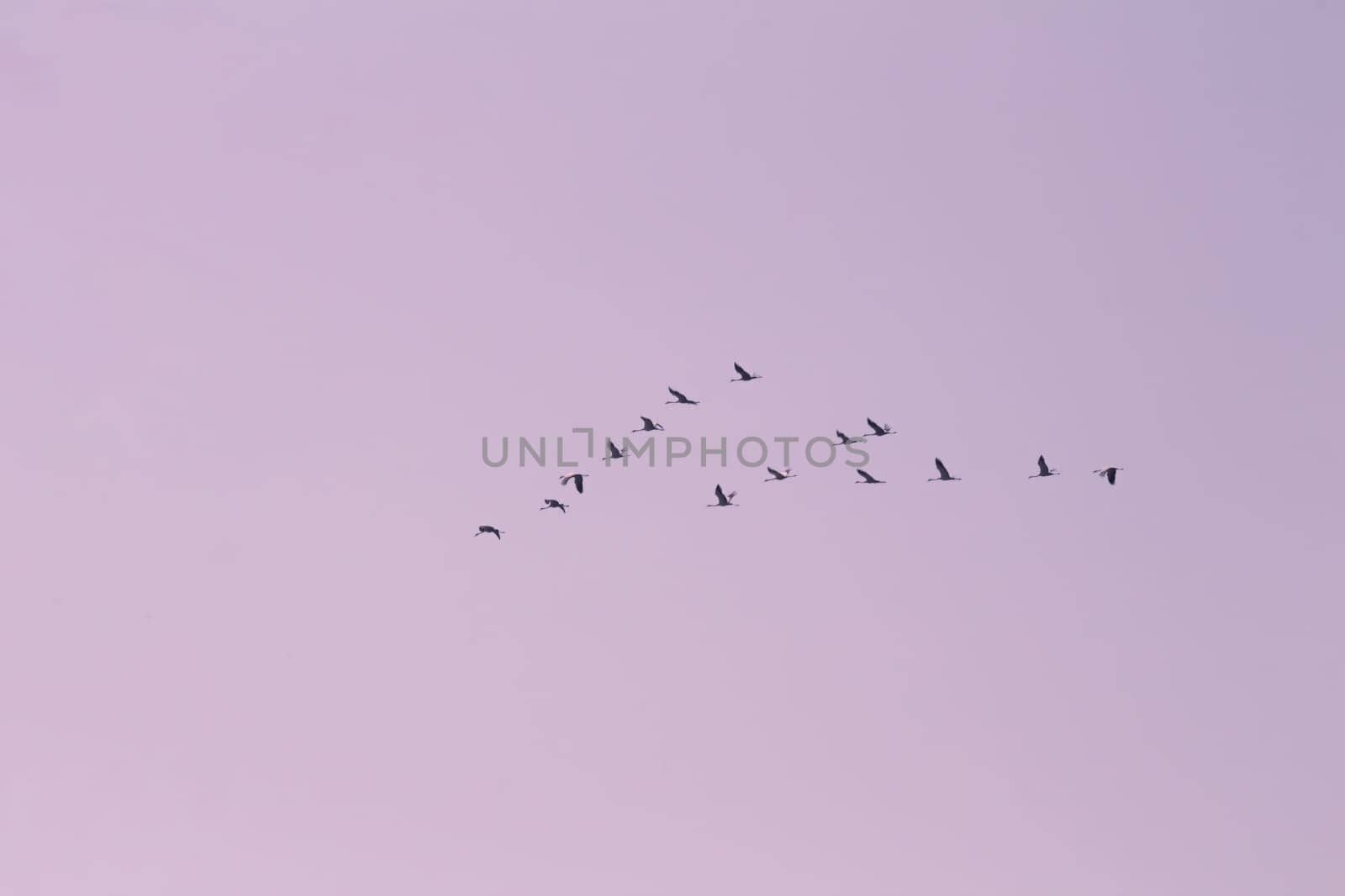 A flock of cranes flying in the sky. Low angle view with copy space. Pink tone.