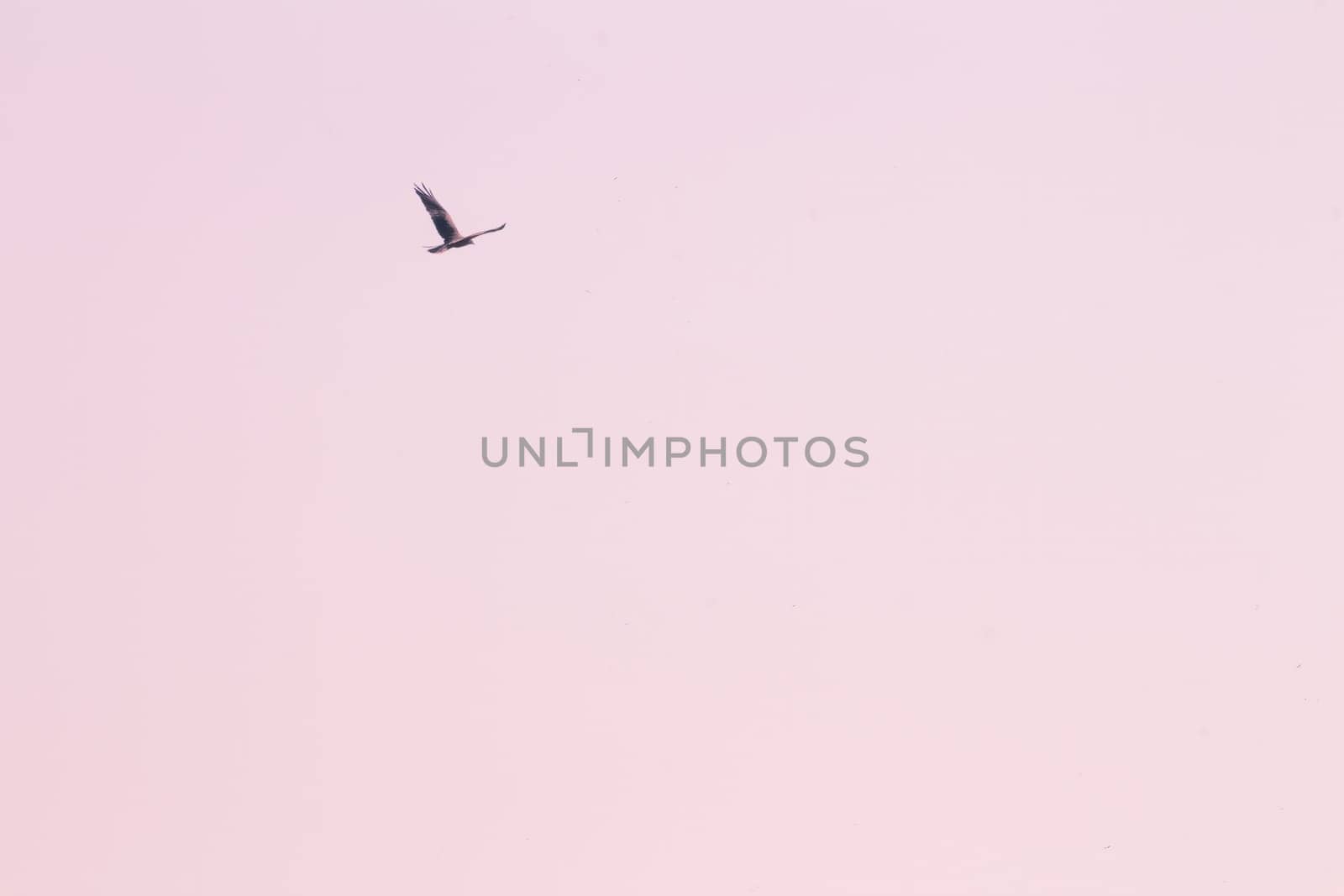 Western marsh harrier flying in the sky. Low angle view with copy space. Pink tone.