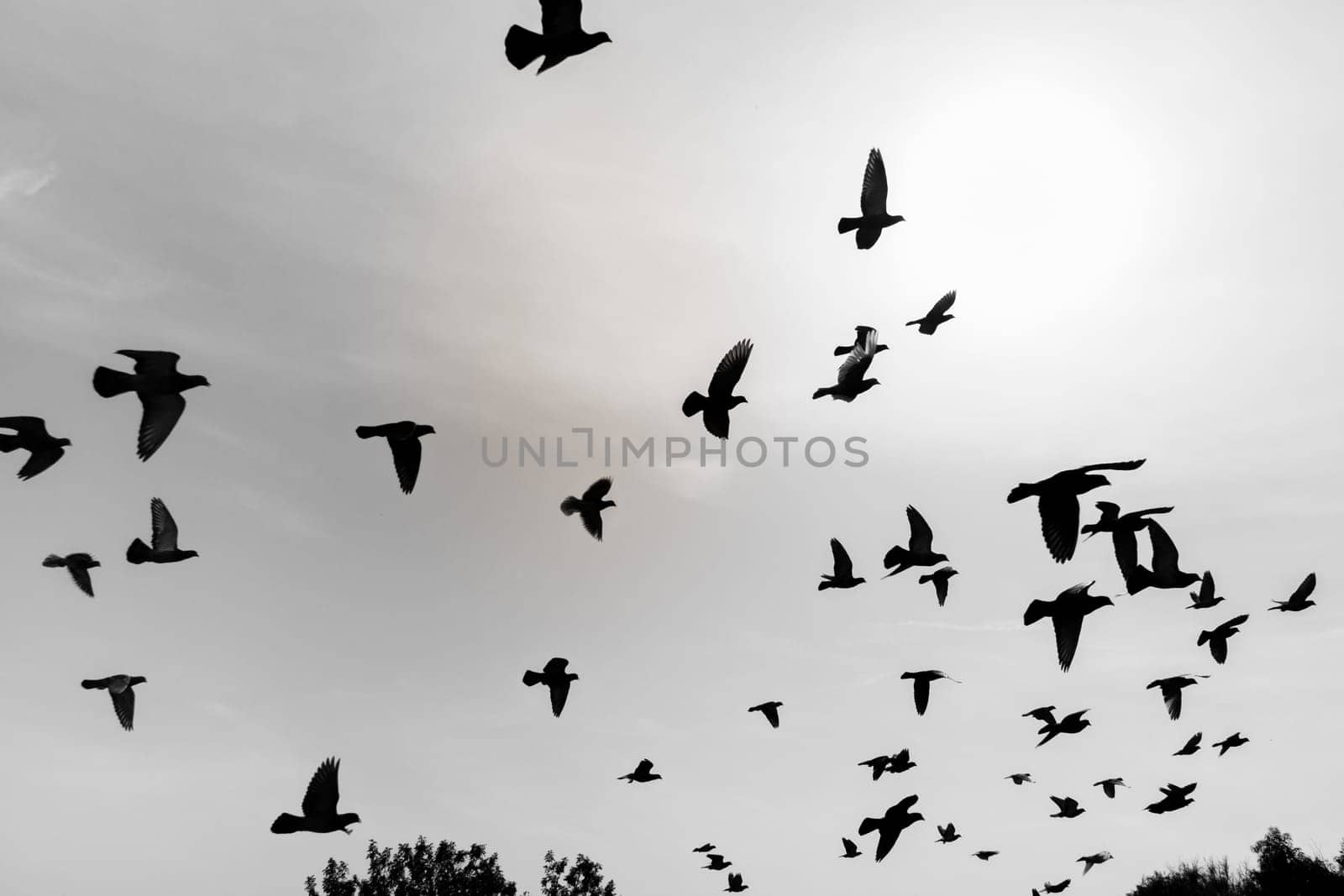 Silhouettes of flying pigeons in the skies.