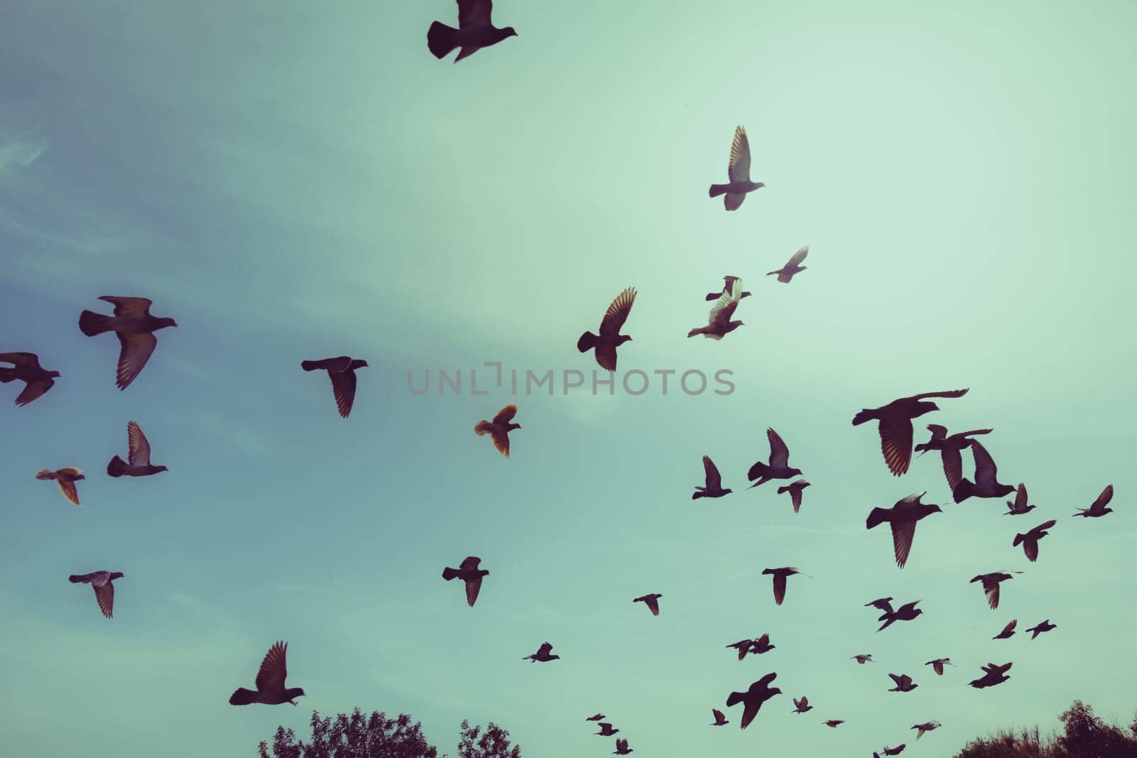 Silhouettes of flying pigeons in the skies by wavemovies
