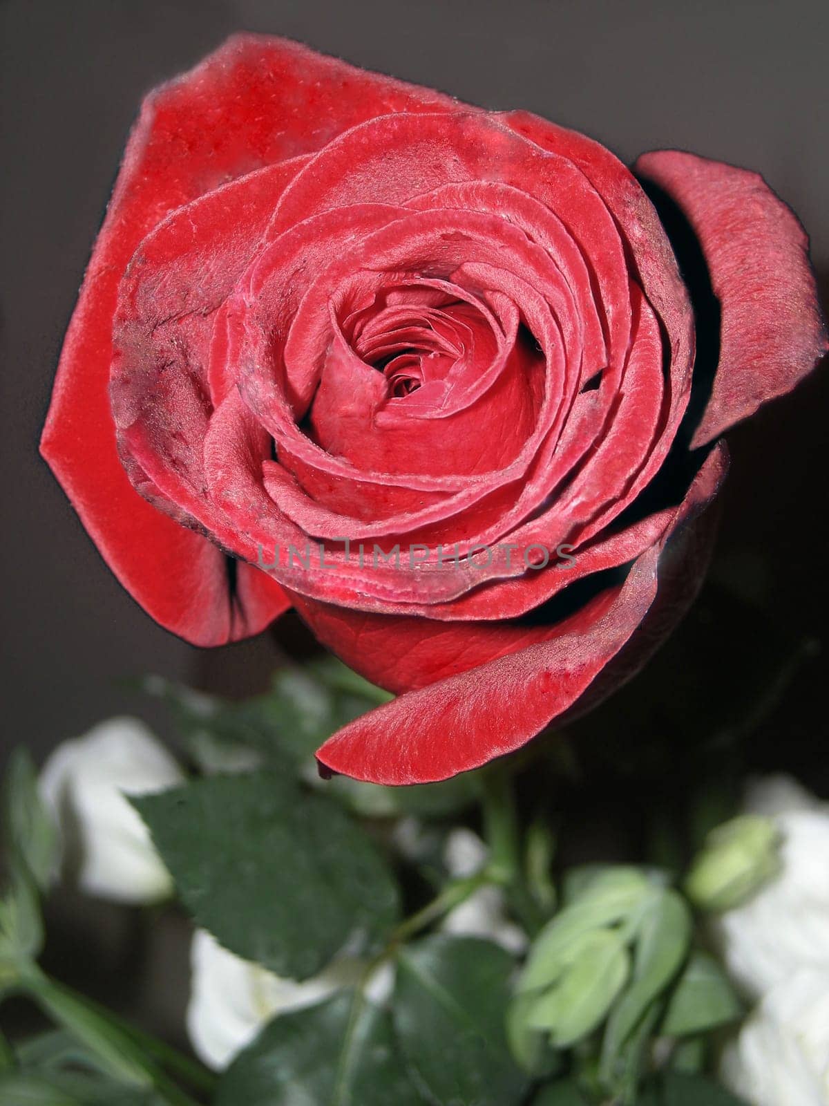 Red rose and a green stem against a black and white background.