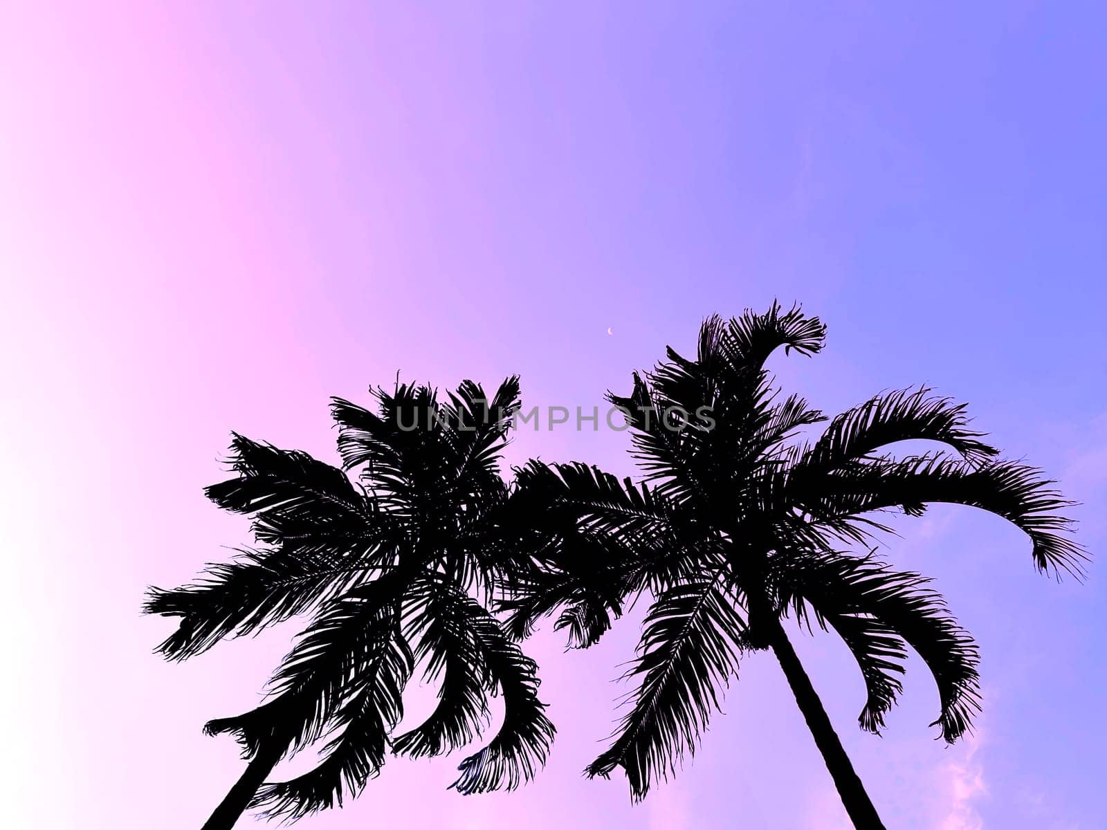 silhouette palm tree with gradient violet sky. romantic atmosphere no people.