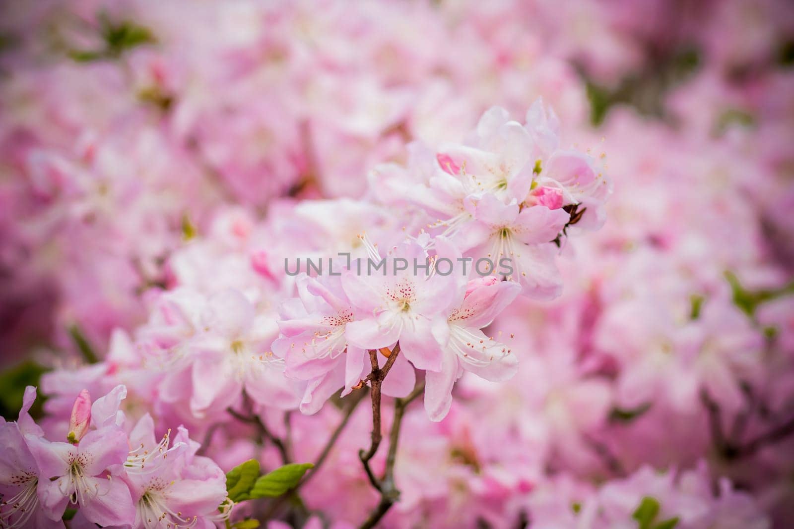 Blooming pink azalea flowers close up nature spring background. floral background lush fresh azalea flowers.