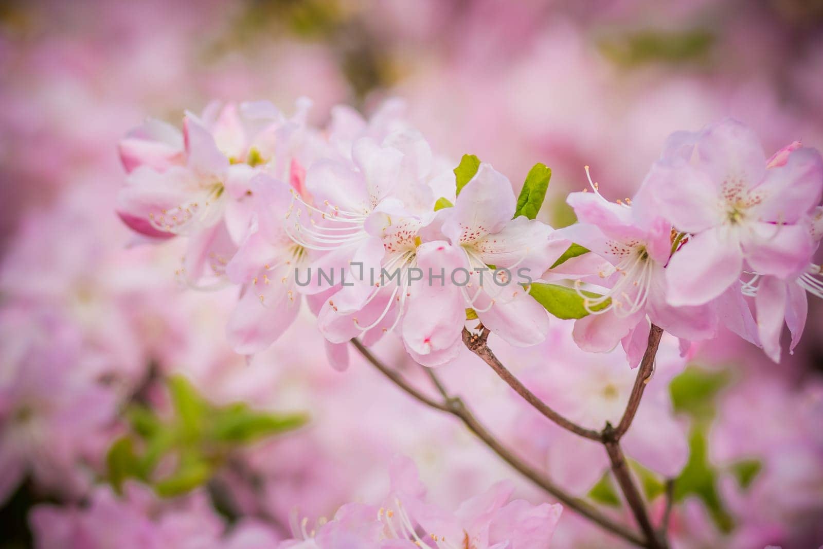 Blooming pink azalea flowers close up nature spring background. floral background lush fresh azalea flowers.
