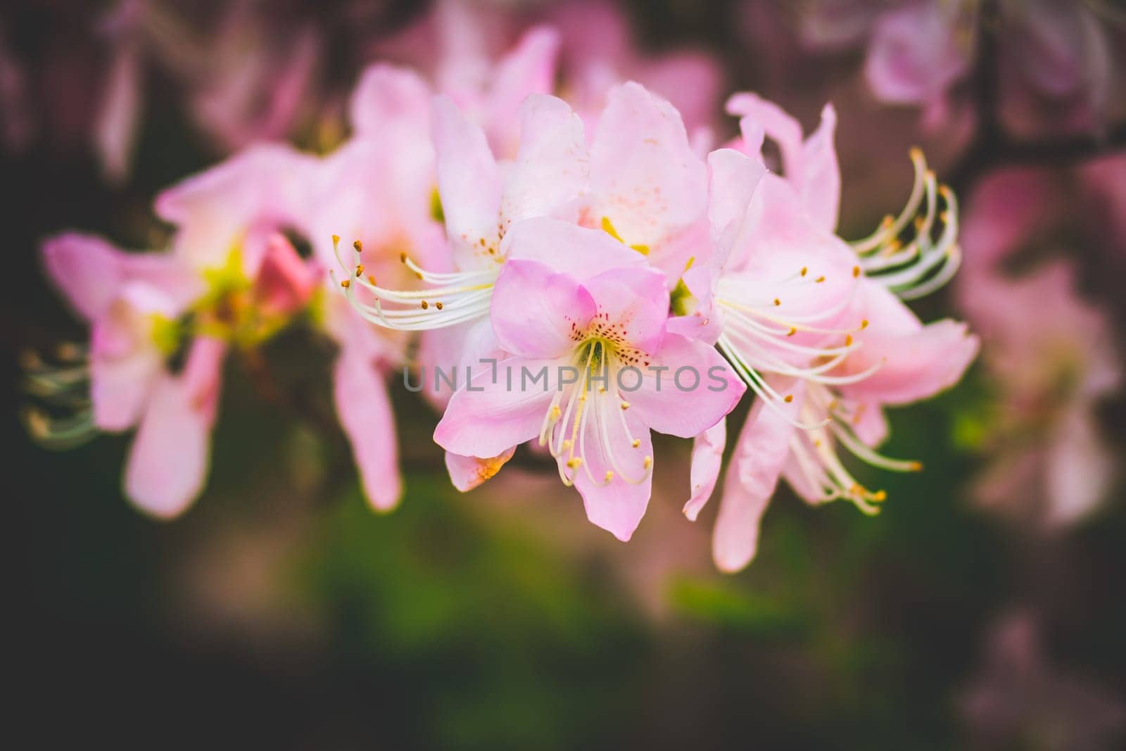 Blooming pink azalea flowers close up nature spring background. floral background lush fresh azalea flowers.