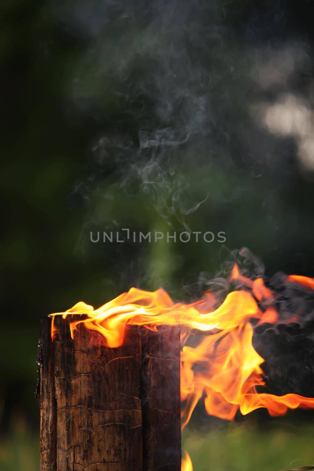 Bright fire flame outdoors. Burning tree stump.