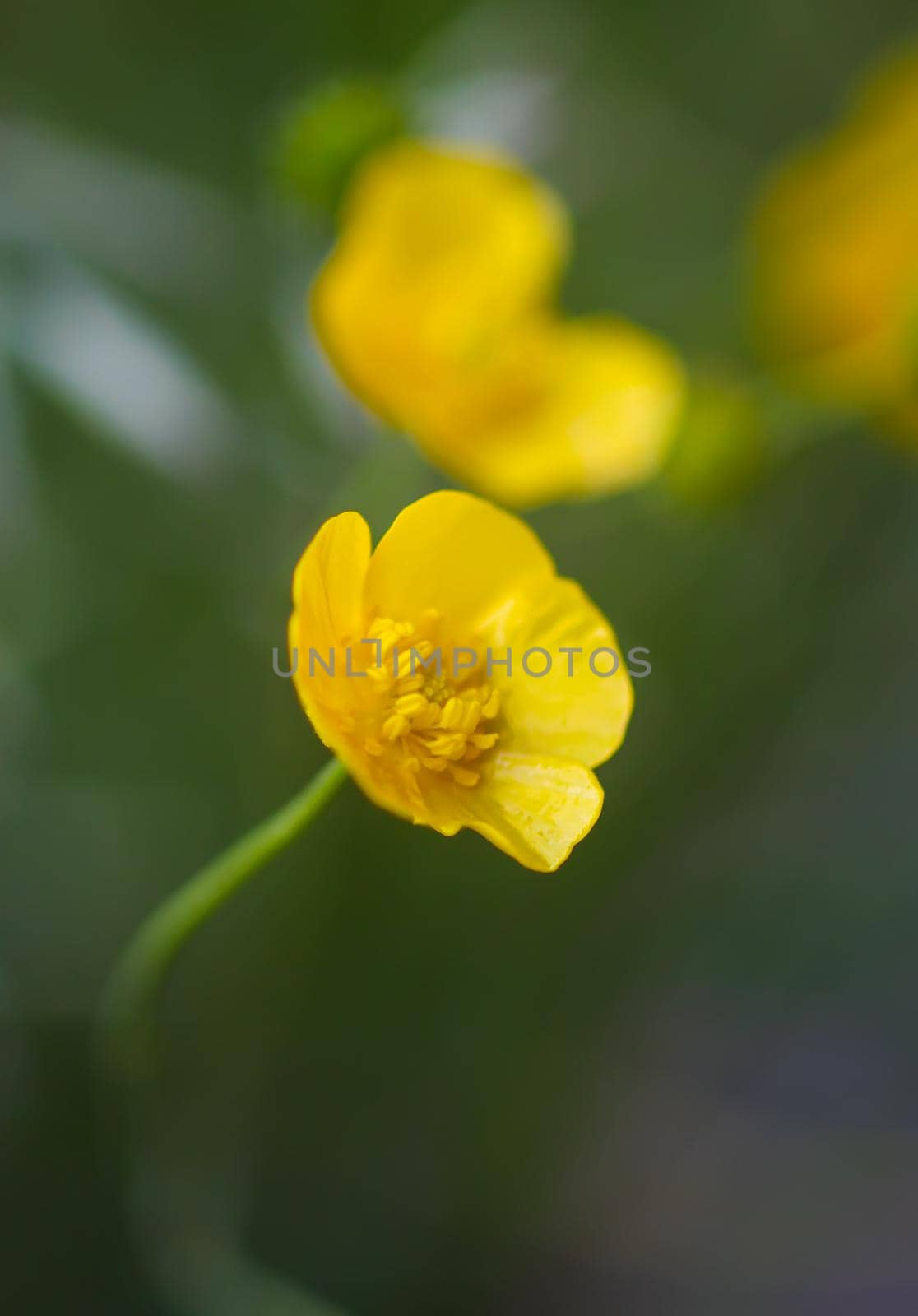 Ranunculus arvensis yellow flowers. Corn buttercup flowers plants on spring meadow. by nightlyviolet