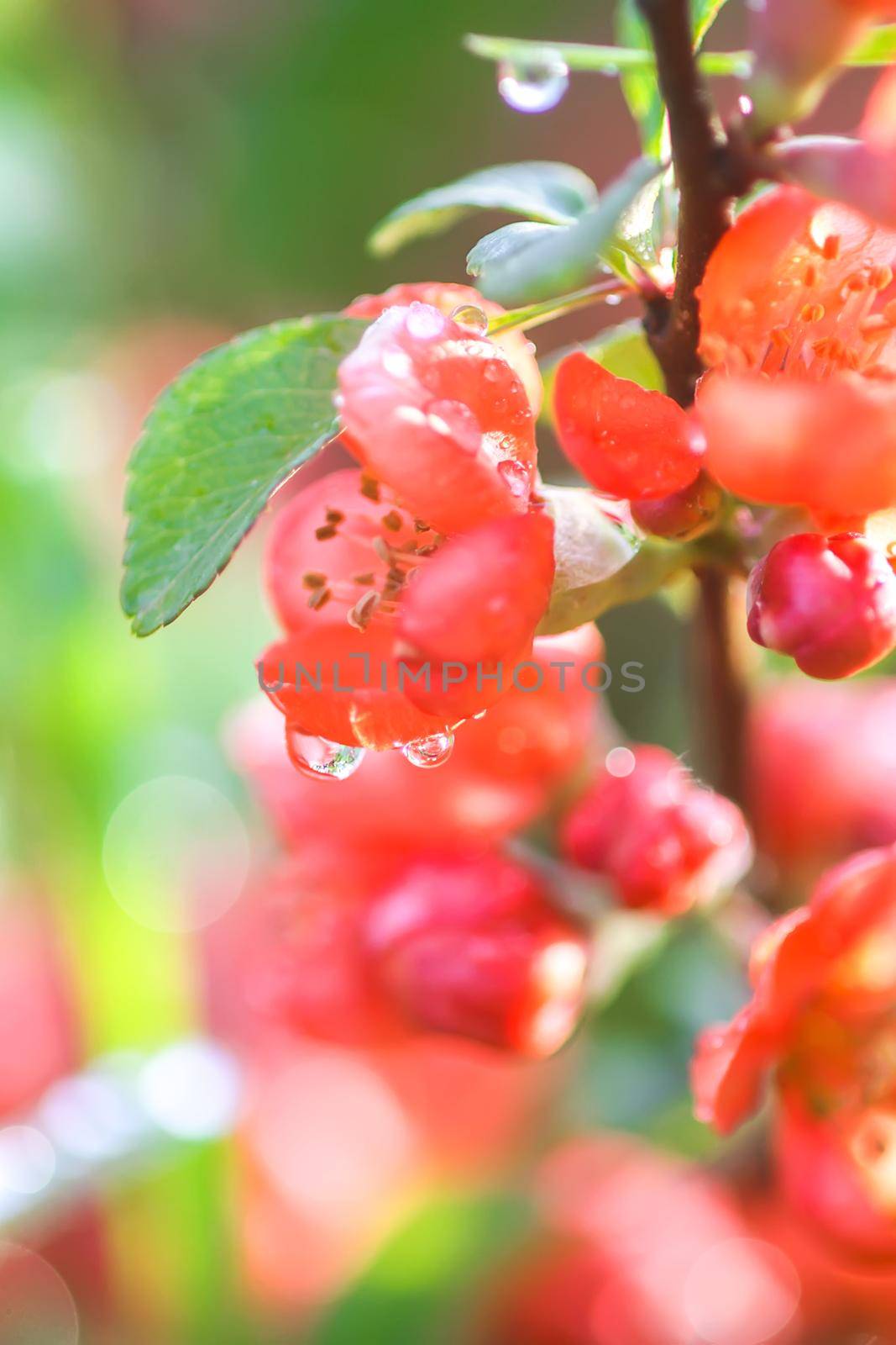 Beautiful flowers of the japanese quince plant in blossom. by nightlyviolet