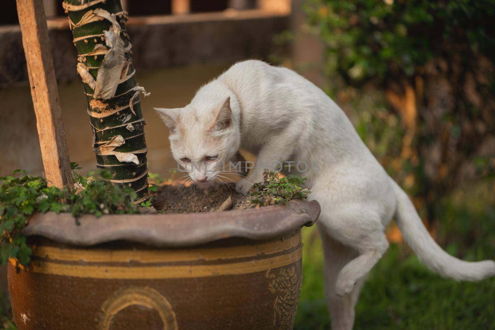portrait of white cat at the lawn by Wmpix