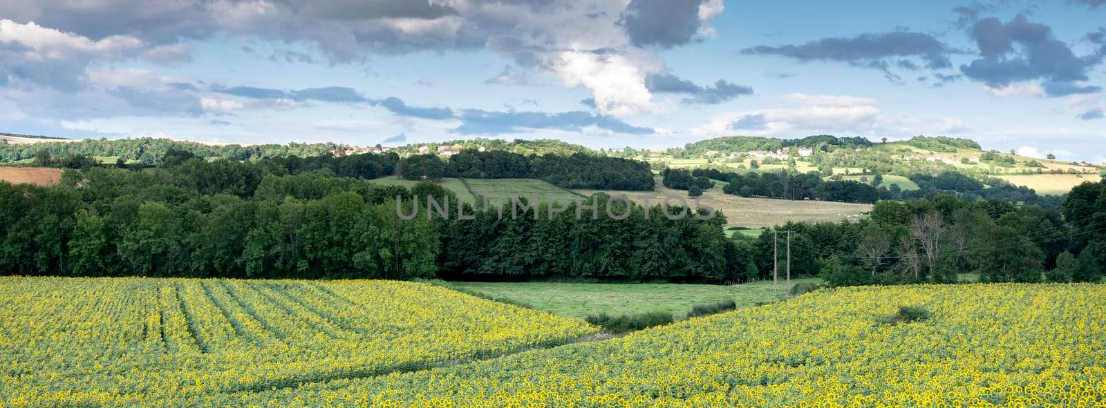 rural landscape of french morvan with sunflowers under blue sky with clouds