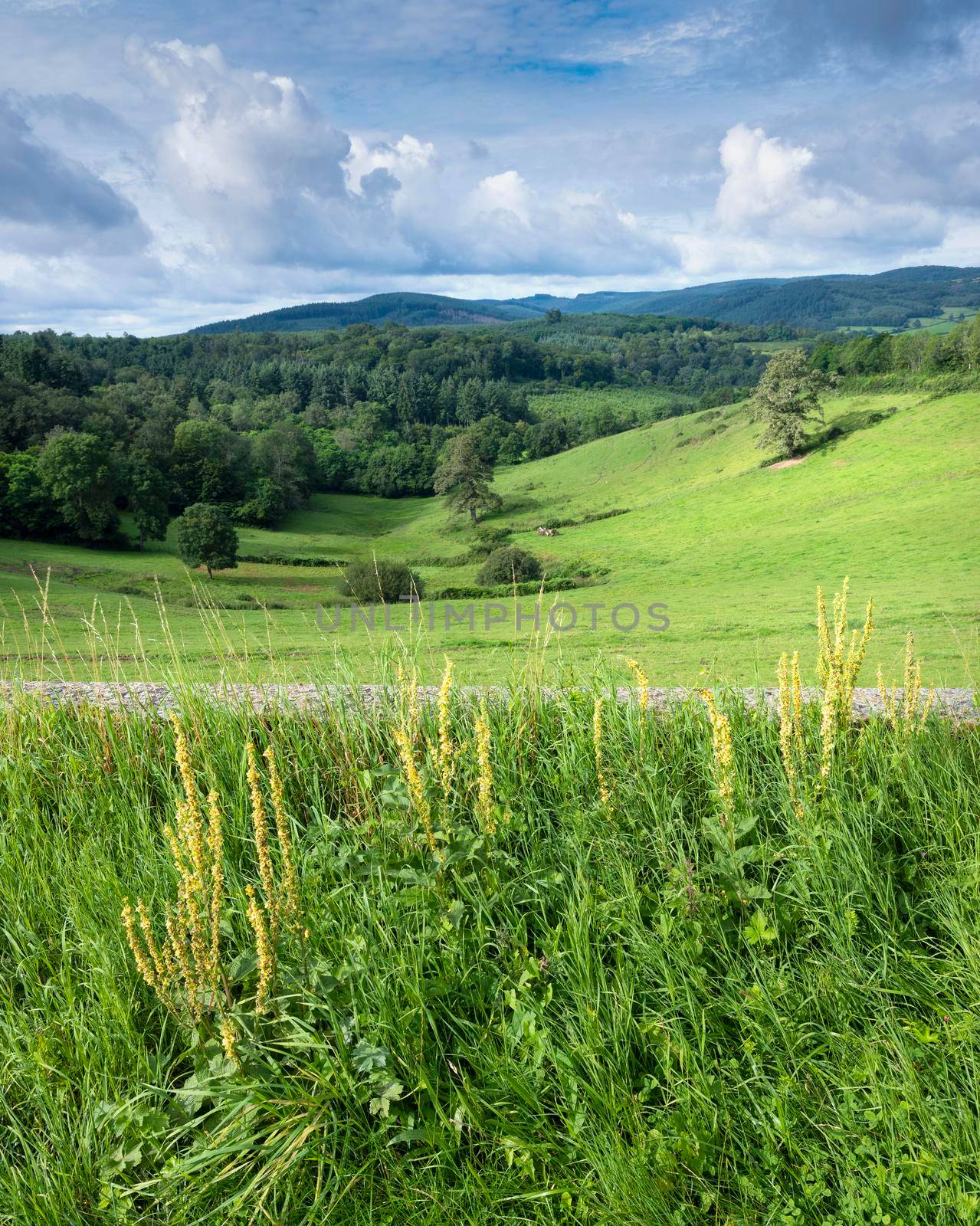 burgundy countryside landscape of french morvan with green grassy fields and forests under blue sky with clouds