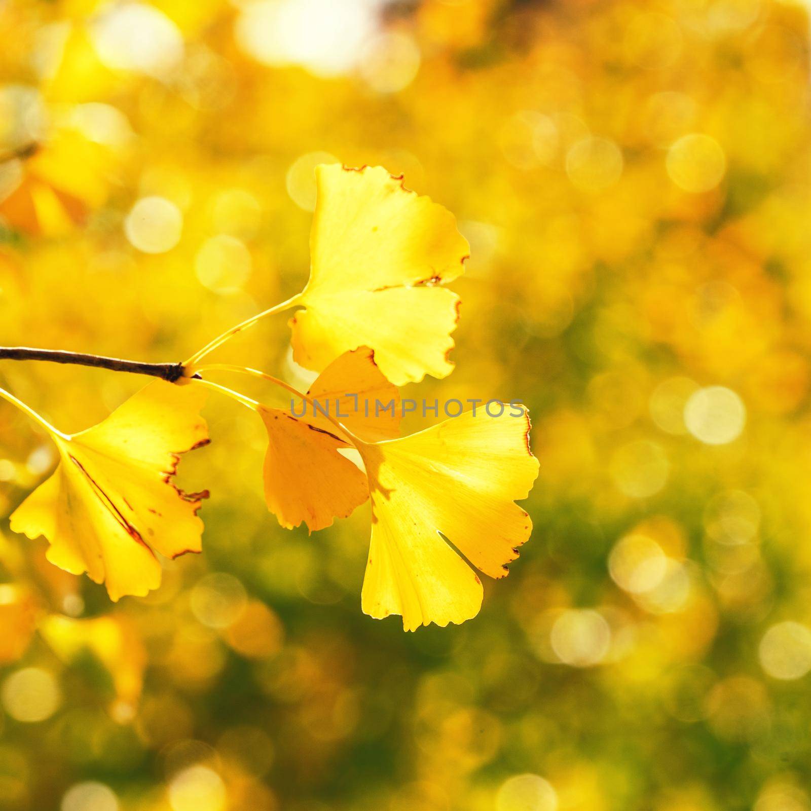 Design concept - Beautiful yellow ginkgo, gingko biloba tree leaf in autumn season in sunny day with sunlight, close up, bokeh, blurry background.