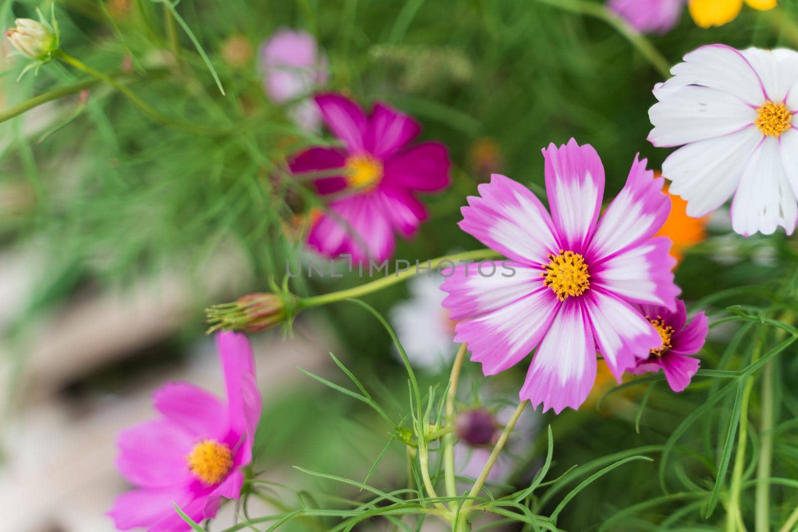 cosmos flowers in the flower garden, nature flowers concept