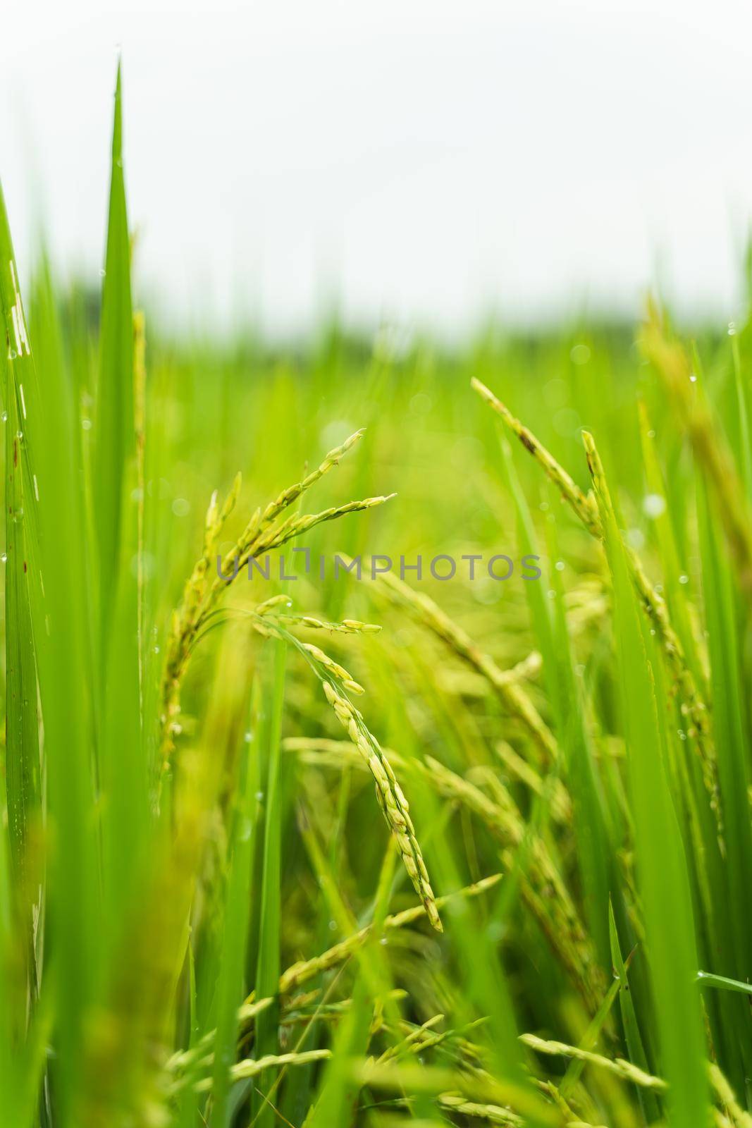 close up of fresh rice at the rice farm in the morning by Wmpix