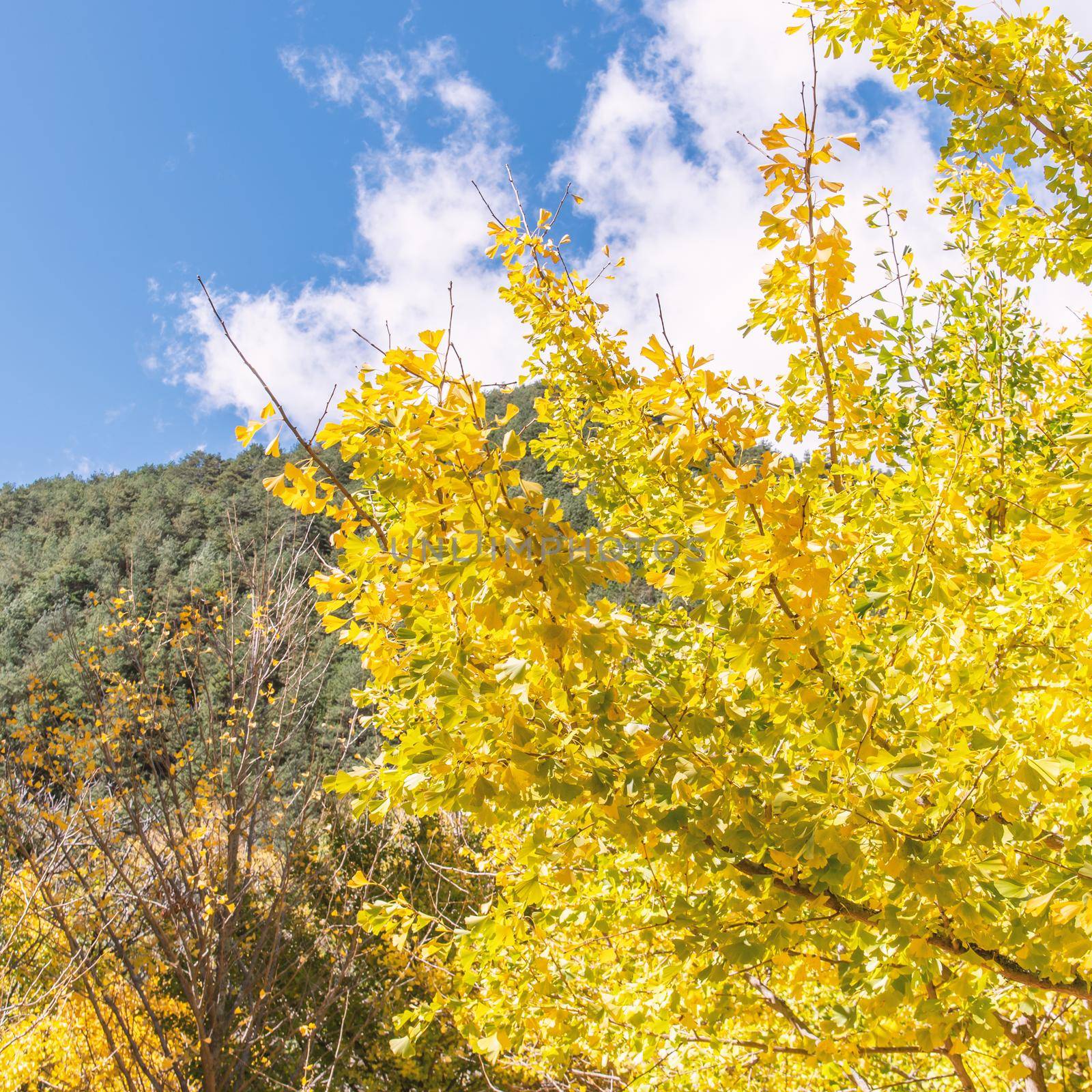 Design concept - Beautiful yellow ginkgo, gingko biloba tree leaf in autumn season in sunny day with sunlight, close up, bokeh, blurry background.