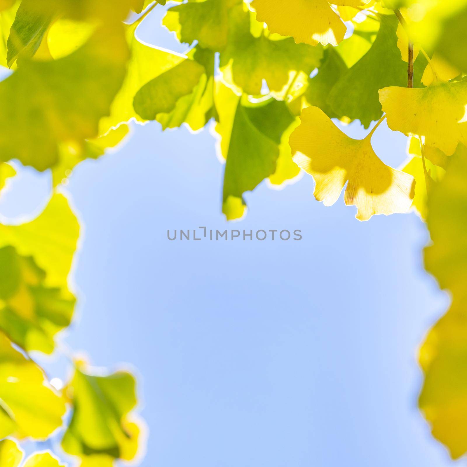 Design concept - Beautiful yellow ginkgo, gingko biloba tree leaf in autumn season in sunny day with sunlight, close up, bokeh, blurry background.