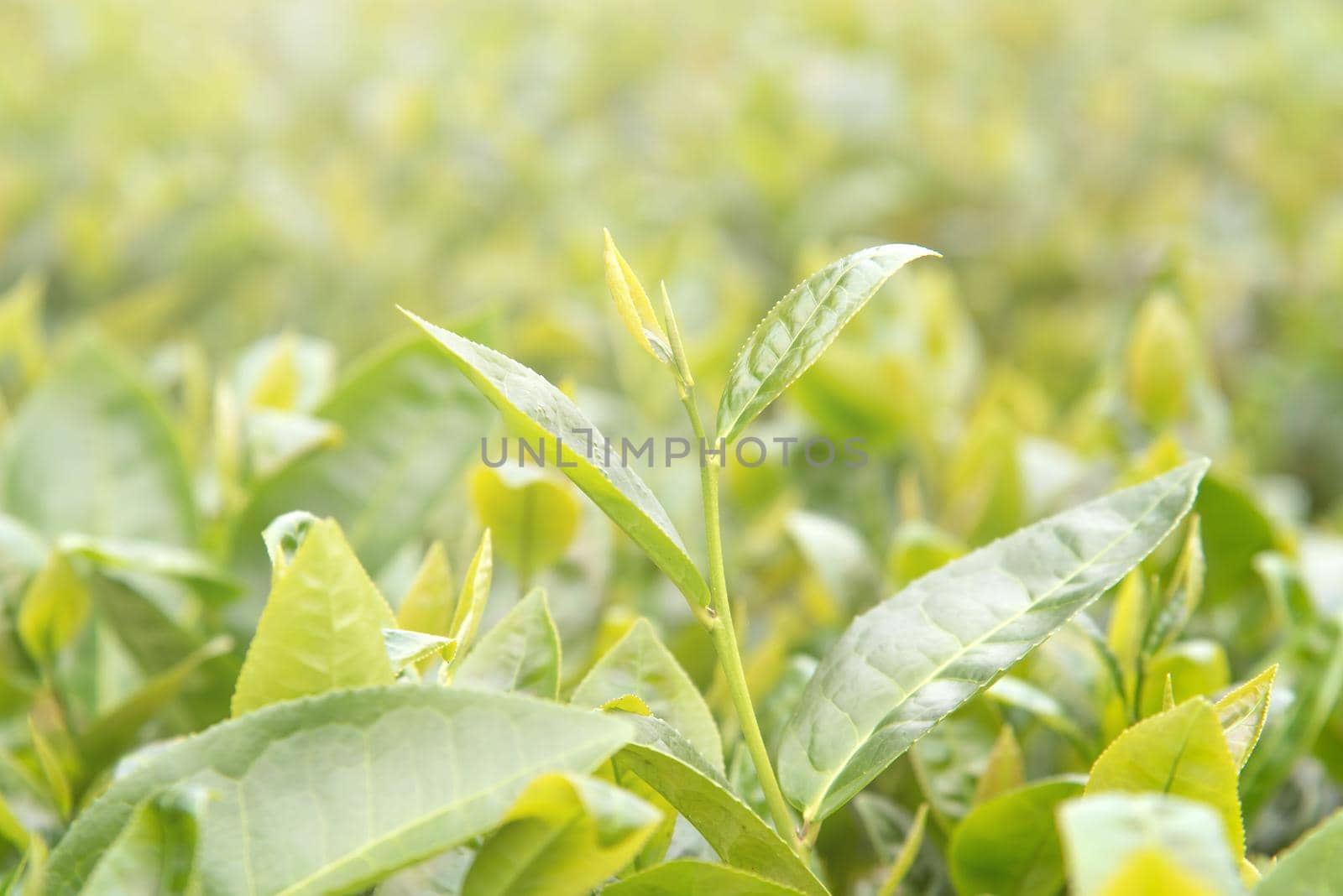 Beautiful green tea crop leaf in the morning with sun flare sunlight, fresh sprout on the tree plant design concept, close up, macro.