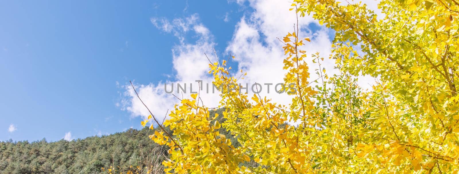 Beautiful yellow ginkgo, gingko biloba tree forest in autumn season in sunny day with sunlight and blue sky, white cloud, lifestyle.