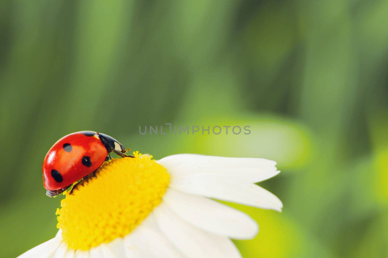  big red ladybug on camomile grass background