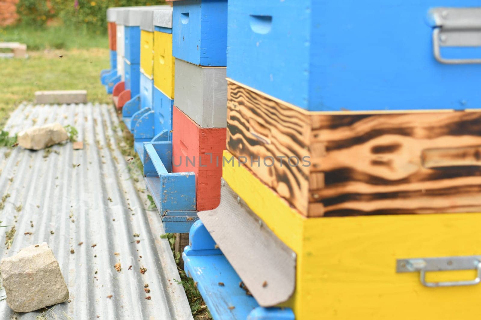 The bees fly into the box. Wooden beehive