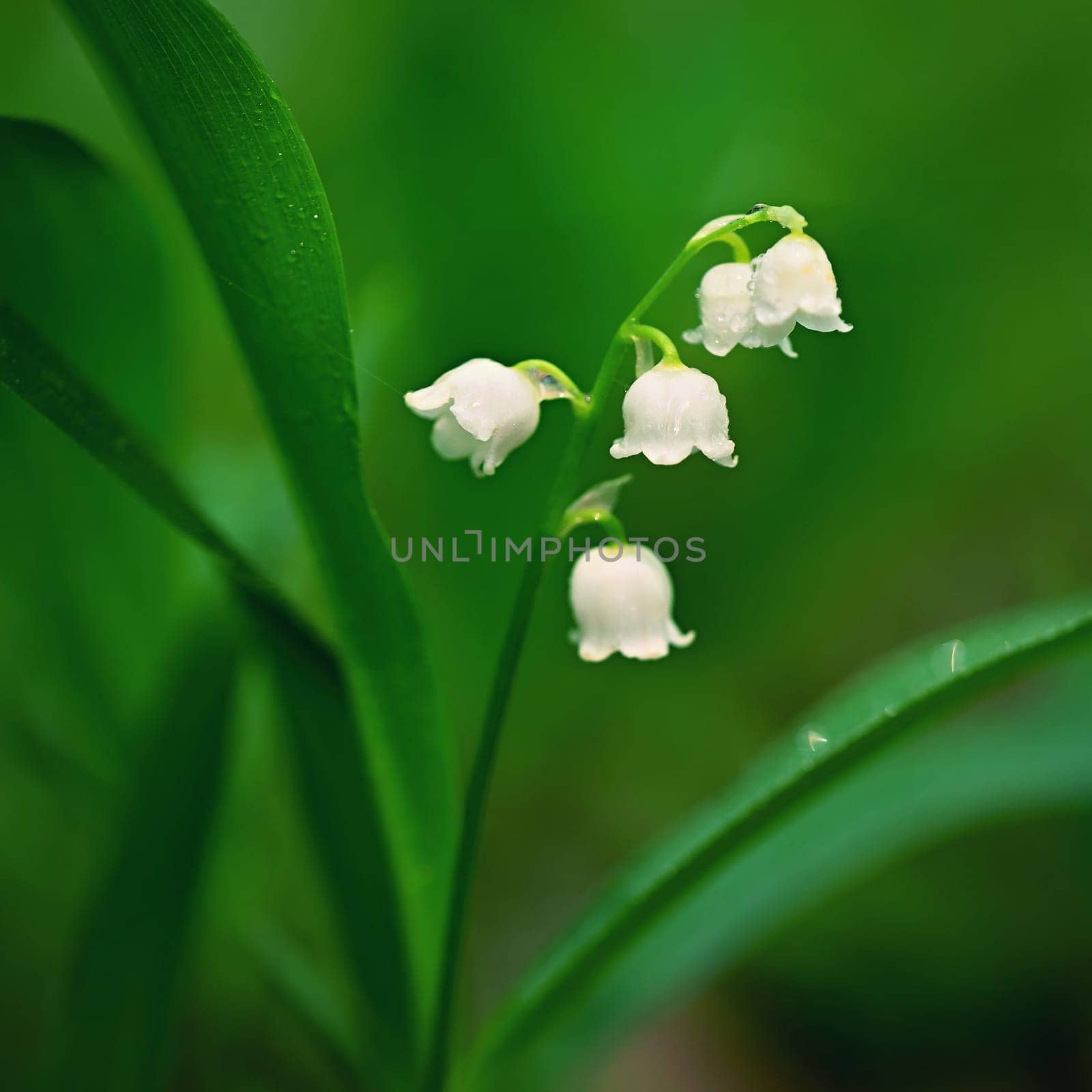 Beautiful small white flowers of spring plant. A poisonous plant with green leaves. Lily of the valley (Convallaria majalis) Background for spring time. by Montypeter