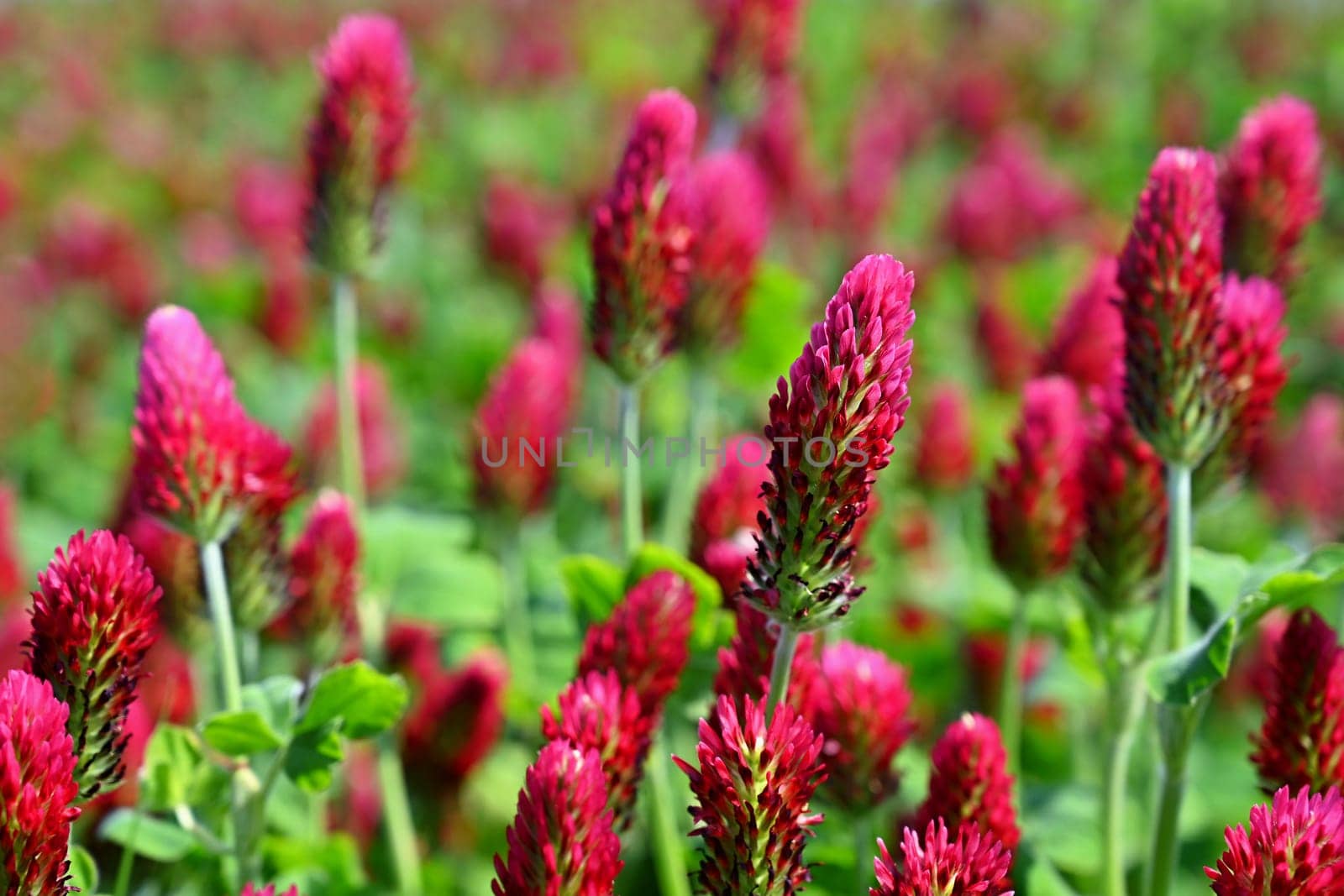 Beautiful red flowers. Spring nature background. Clover incarnate - Trifolium incarnatum by Montypeter