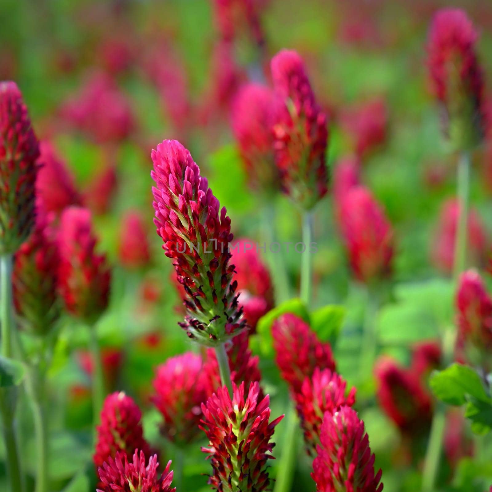 Beautiful red flowers. Spring nature background. Clover incarnate - Trifolium incarnatum