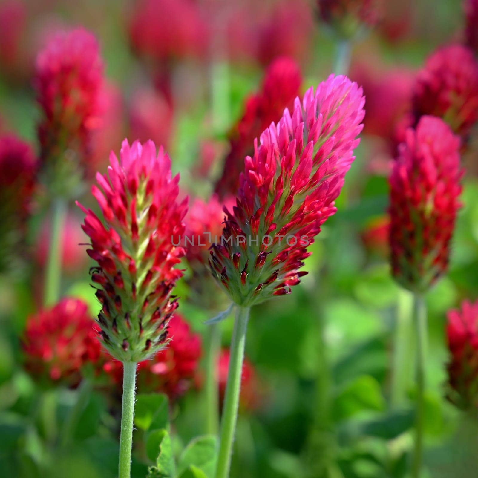 Beautiful red flowers. Spring nature background. Clover incarnate - Trifolium incarnatum