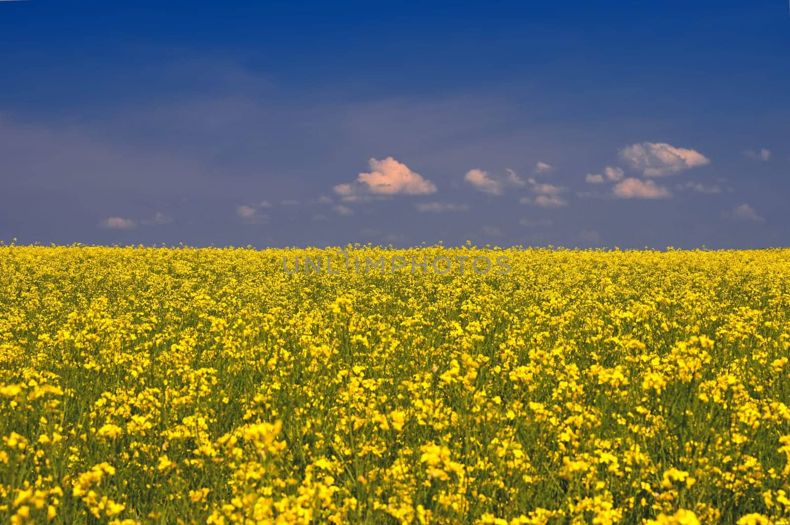 Ukrainian flag. The landscape of Ukraine in the colors of the flag. Canola with blue sky. Russia's aggressive attack on Ukraine. by Montypeter