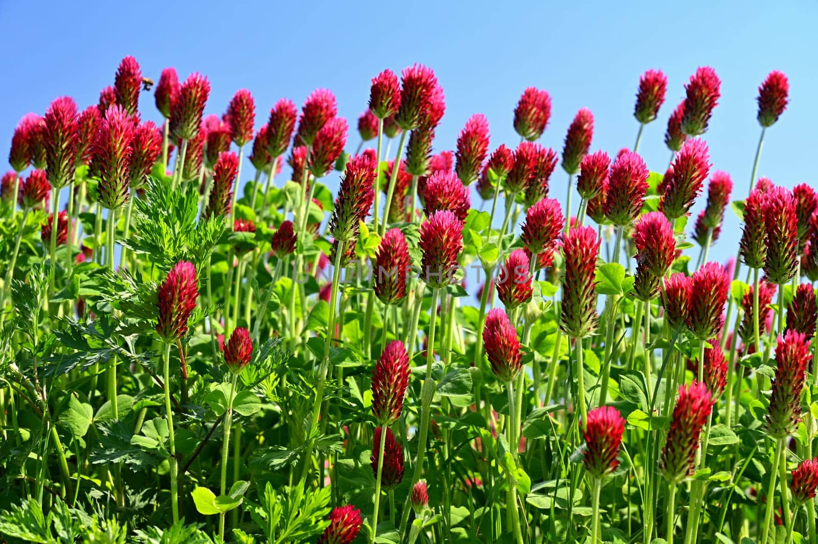 Beautiful red flowers. Spring nature background. Clover incarnate - Trifolium incarnatum