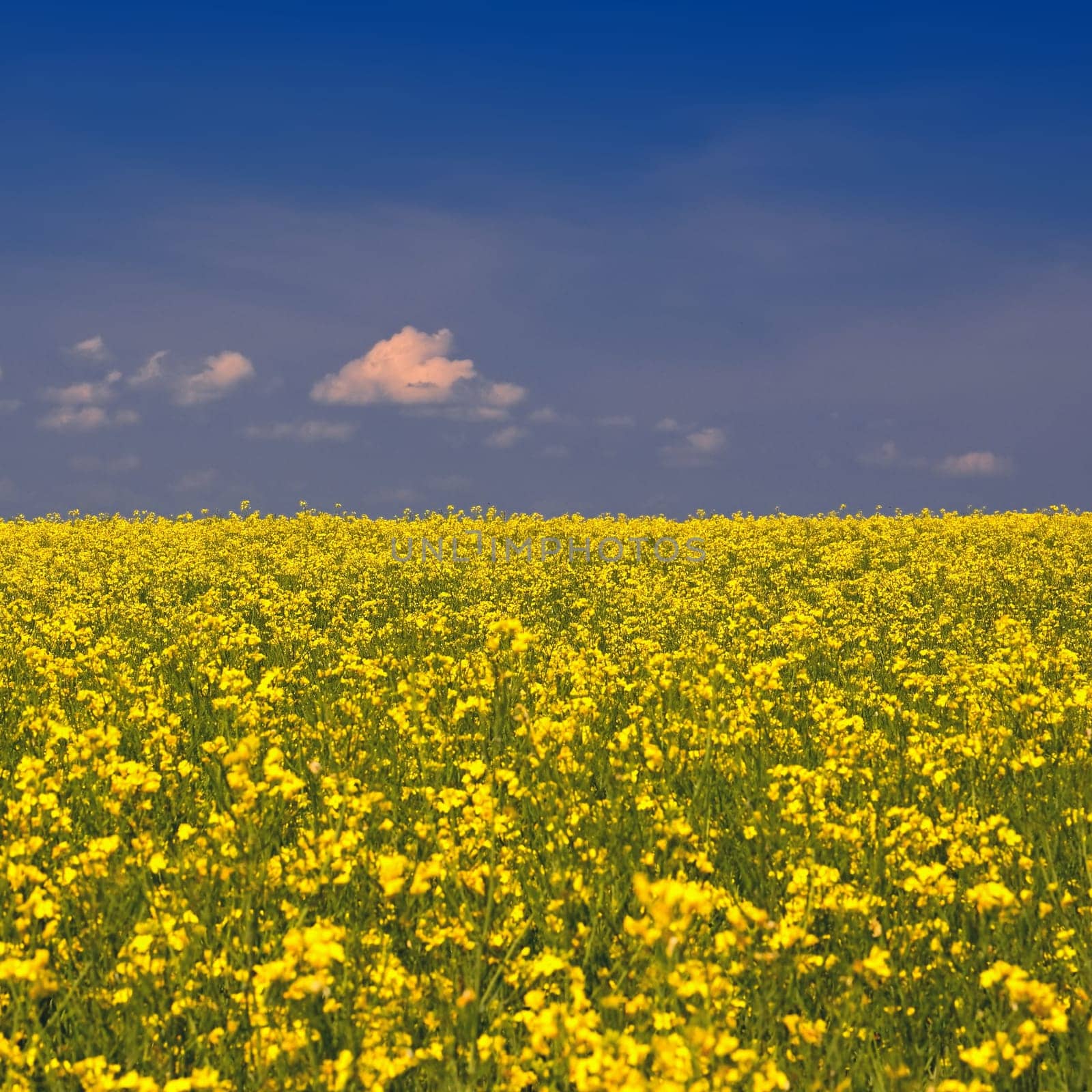 Ukrainian flag. The landscape of Ukraine in the colors of the flag. Canola with blue sky. Russia's aggressive attack on Ukraine. by Montypeter