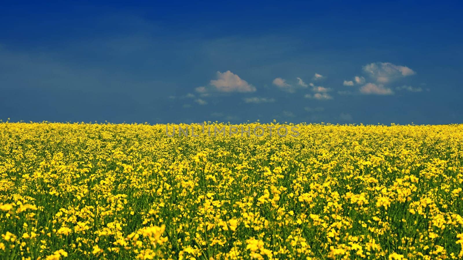 Ukrainian flag. The landscape of Ukraine in the colors of the flag. Canola with blue sky. Russia's aggressive attack on Ukraine. by Montypeter