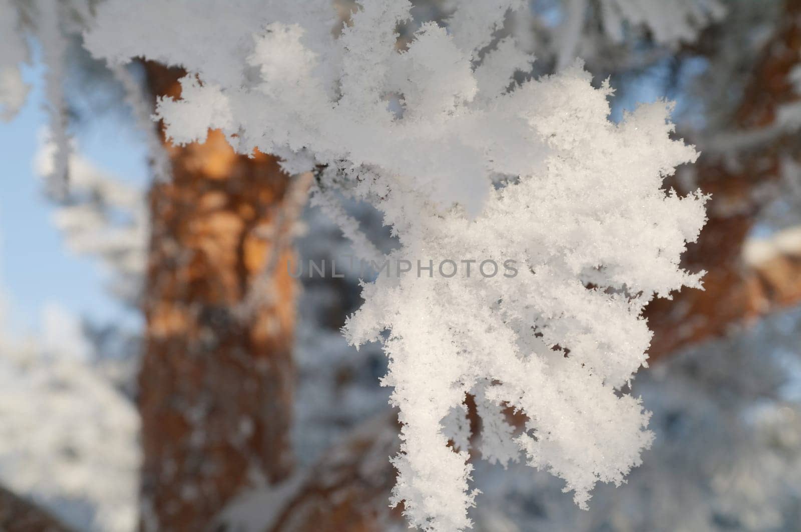 White snow on a bare tree branches on a frosty winter day, close up. Natural background.