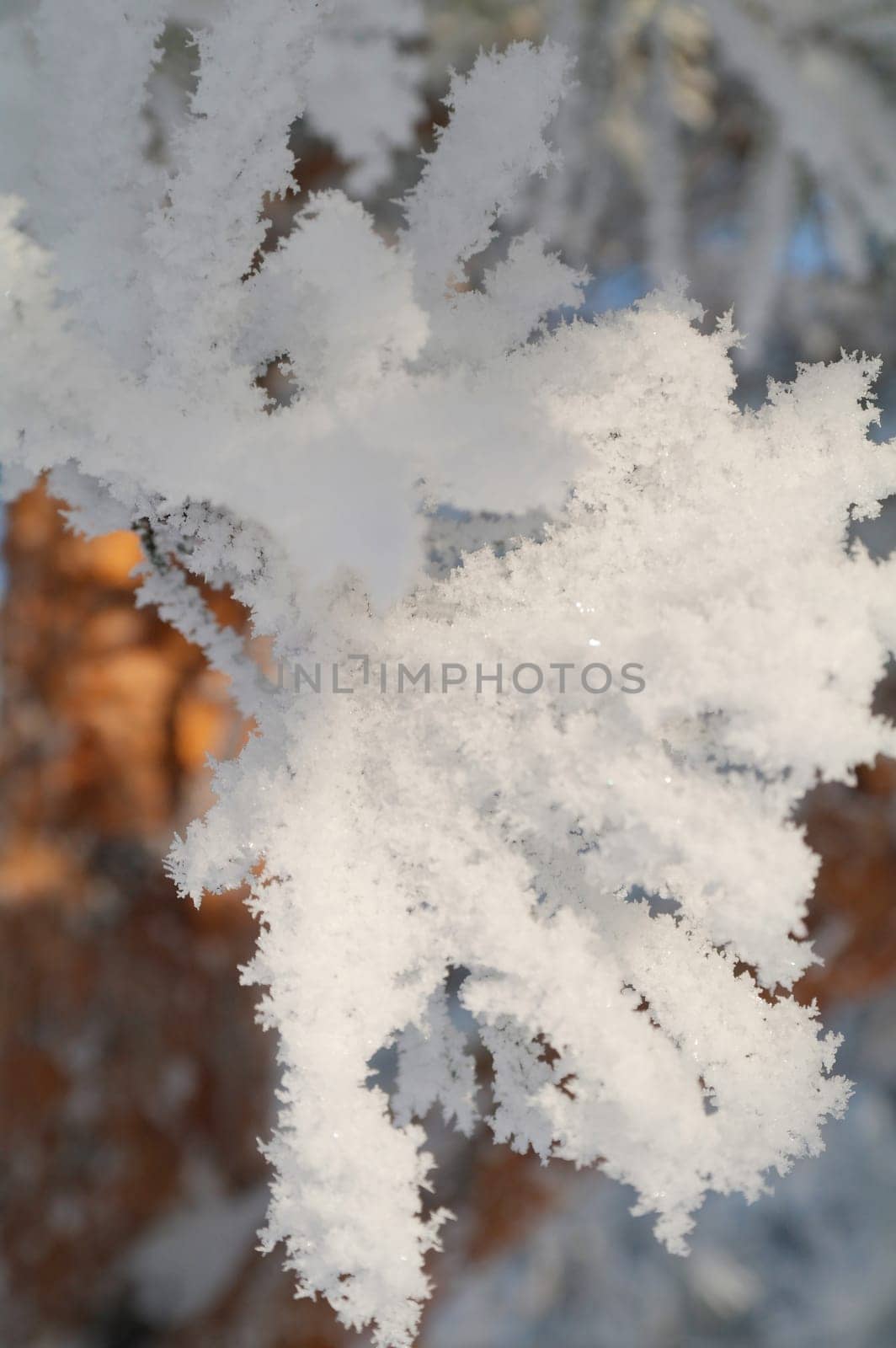 White snow on a bare tree branches on a frosty winter day, close up. Natural background.