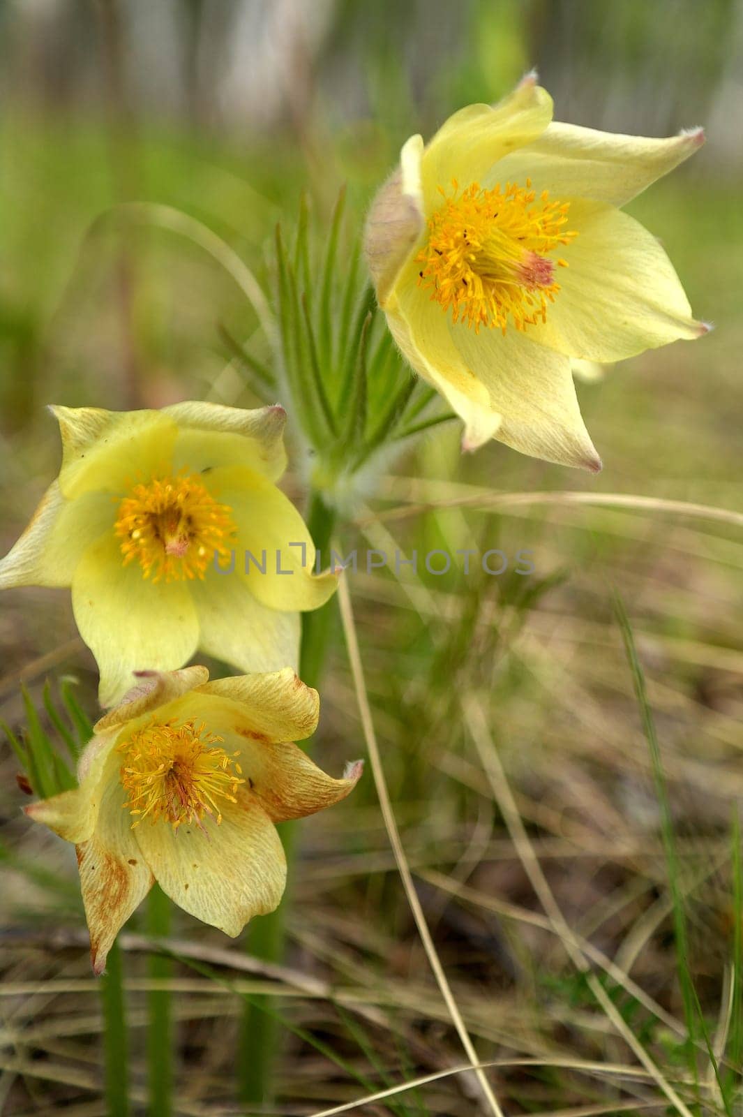 Beautiful yellow flowers is the first spring blooming in the forest