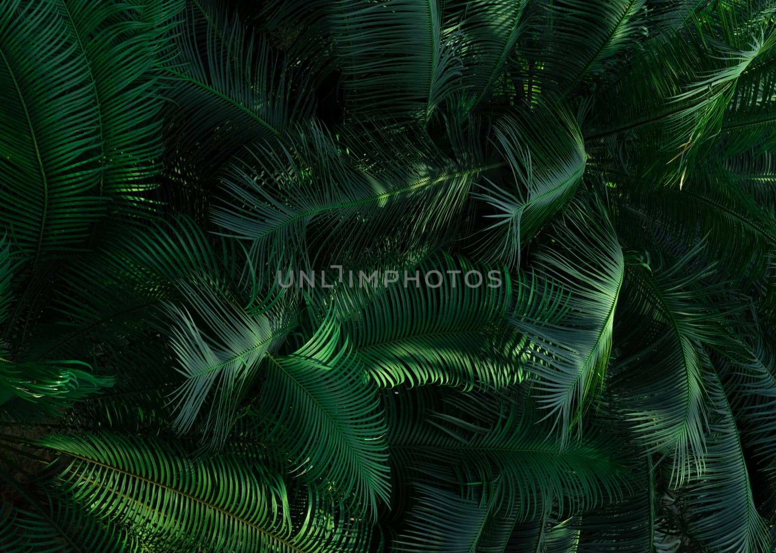 Fern leaves in forest texture background. Dense dark green fern leaves in garden. Nature abstract background. Fern at tropical forest. Beautiful dark green fern leaf texture background with sunlight. by Fahroni